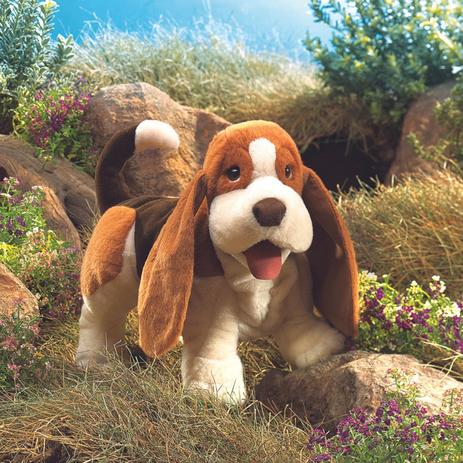 Basset Hound