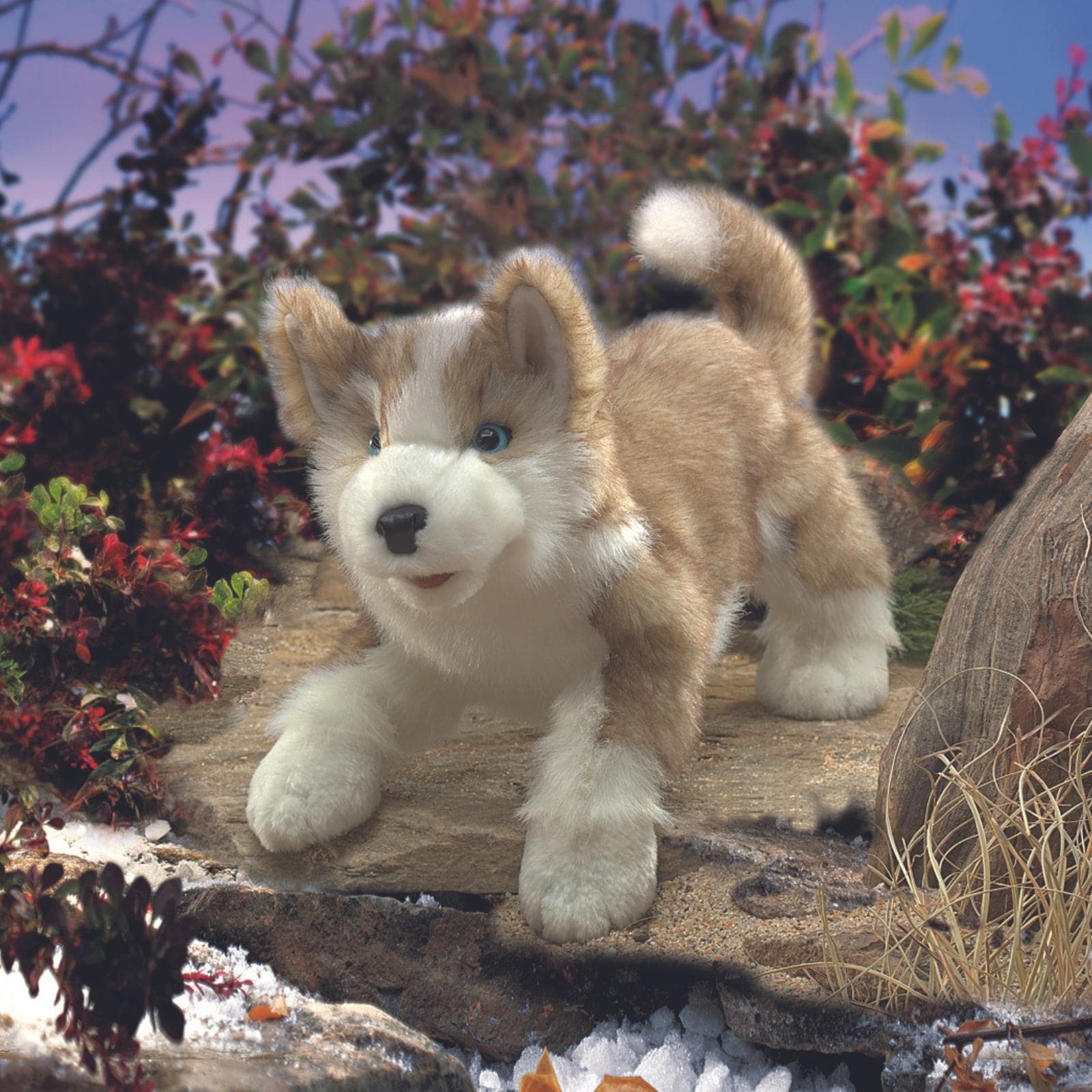 Wolf Pup