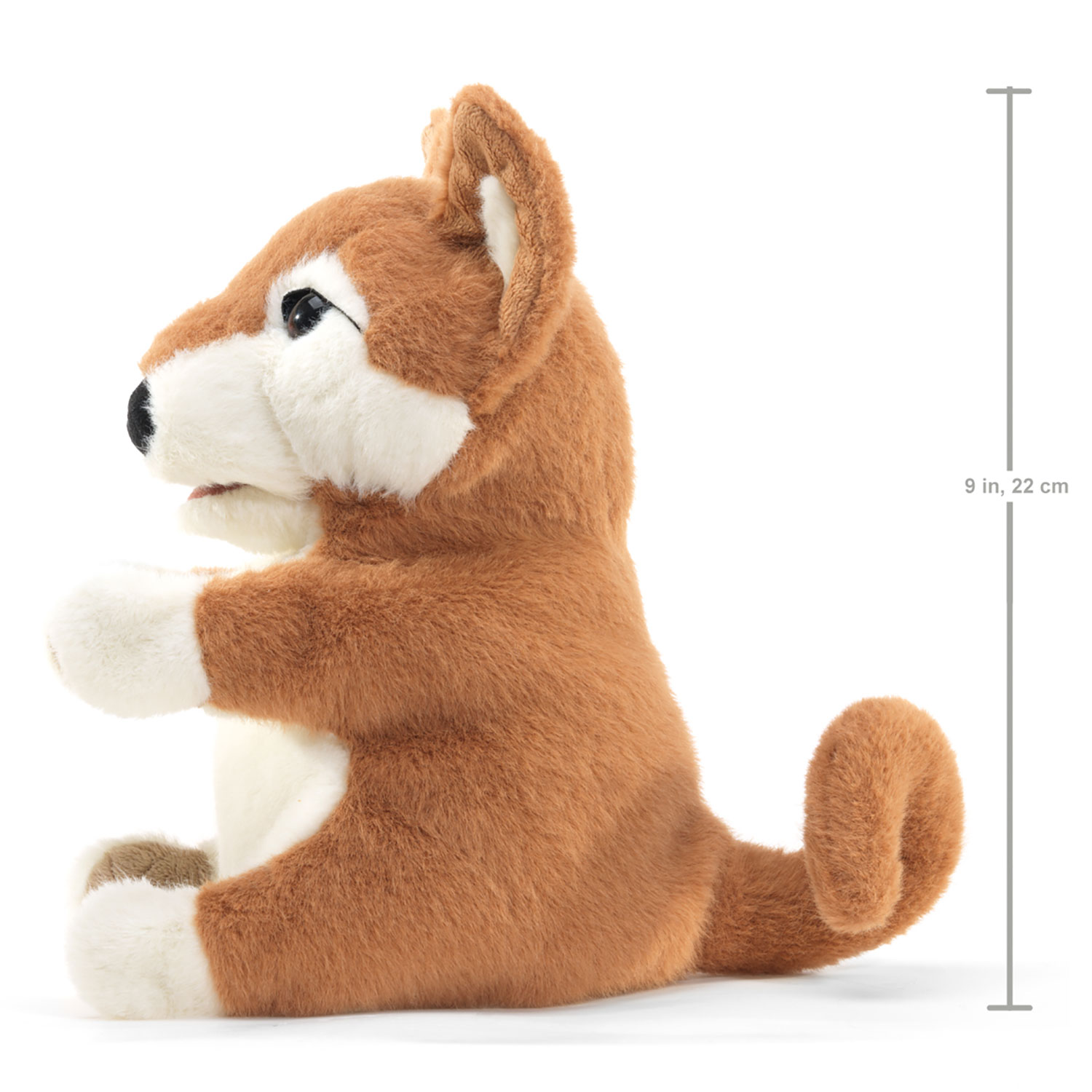 Shibu Inu Puppy