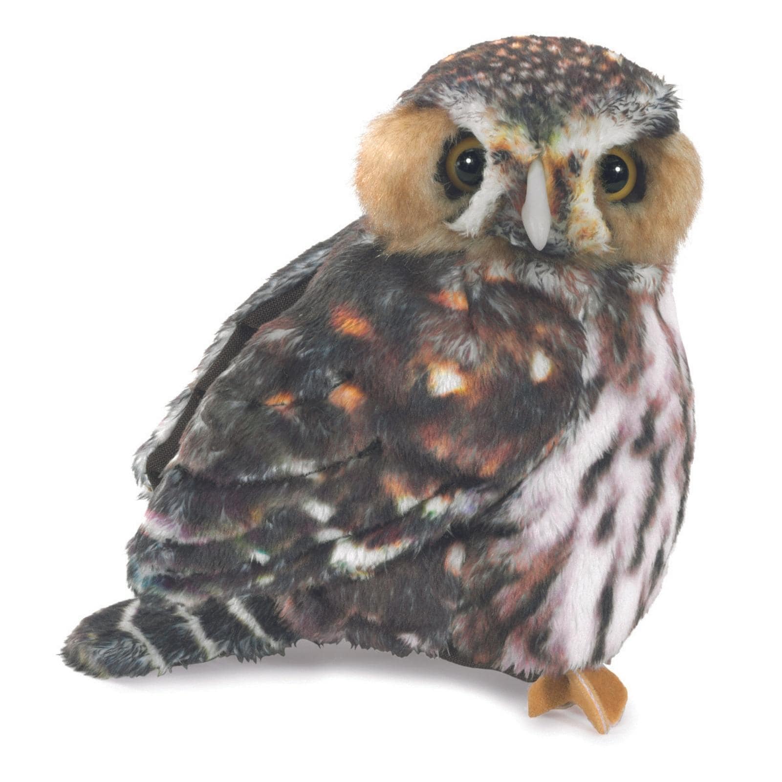 Pygmy Owl