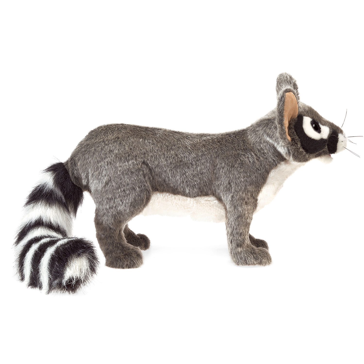 Ringtail Cat