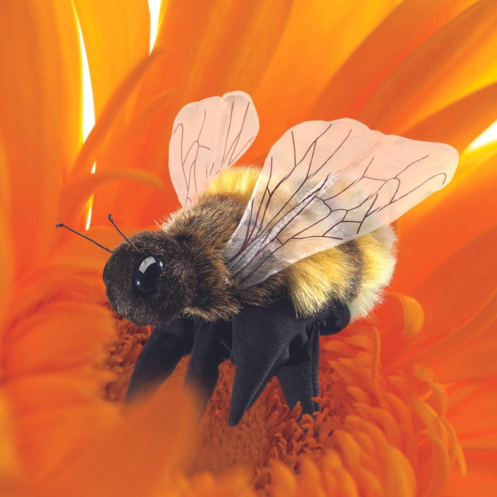 Honey Bee