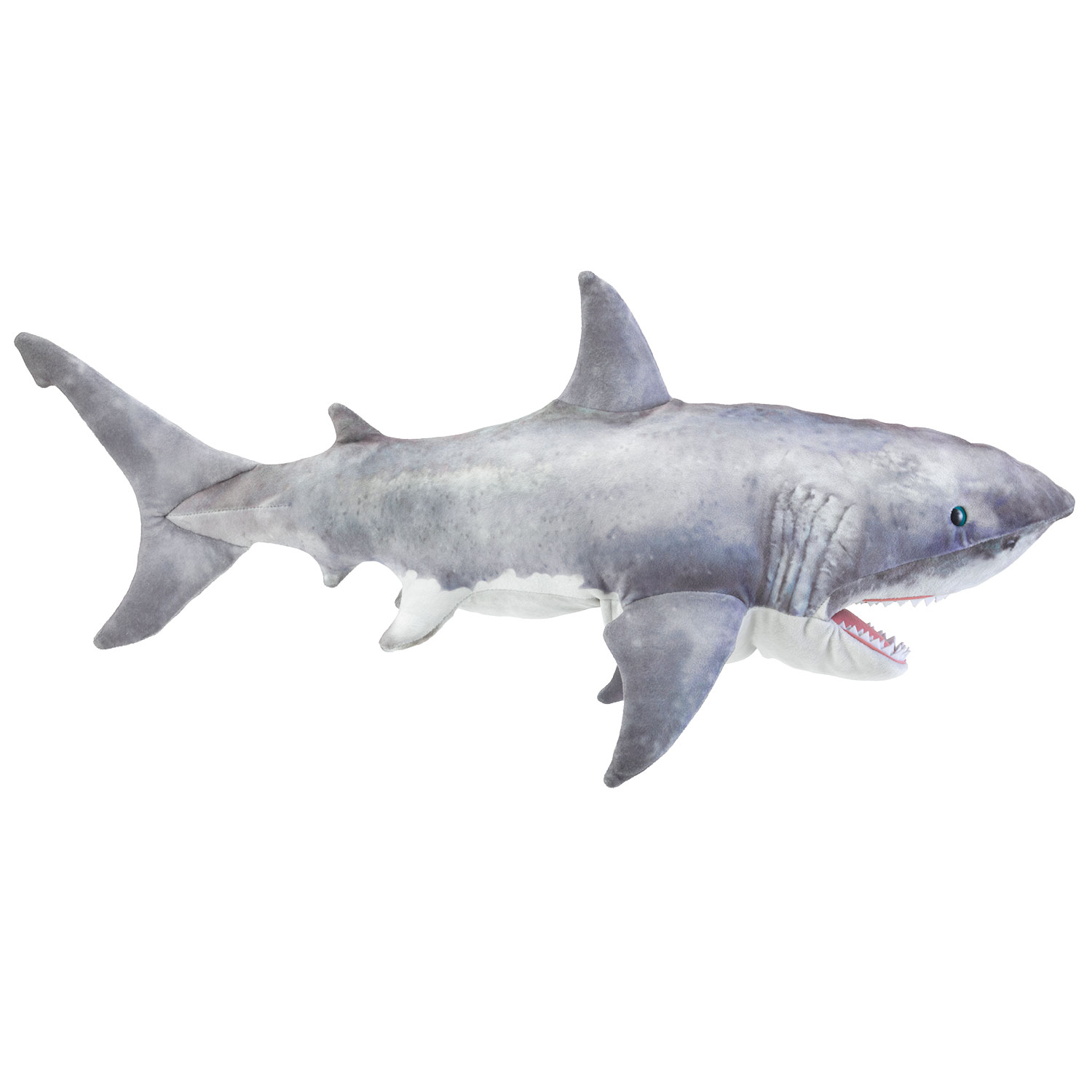 Great white shark