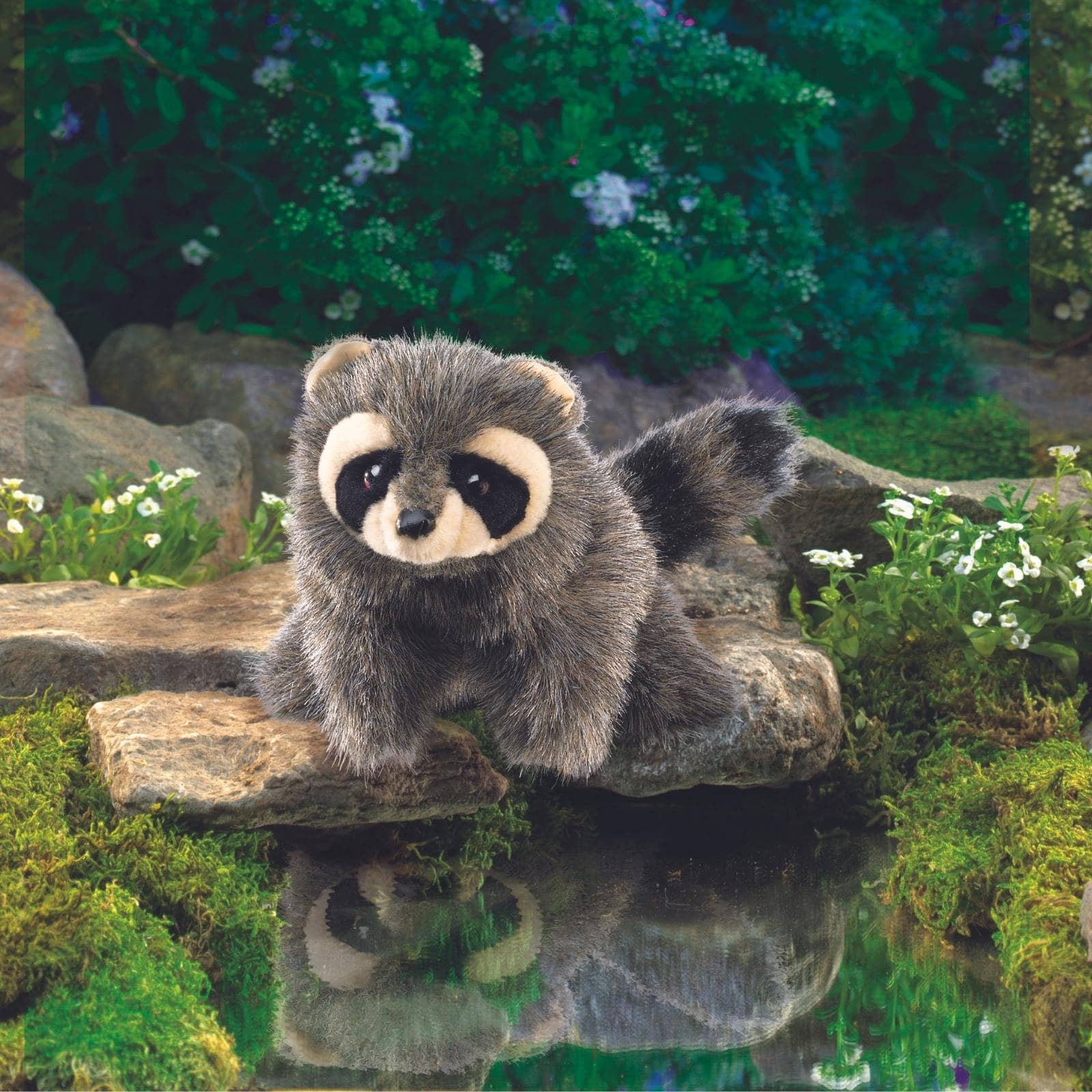 Baby Raccoon