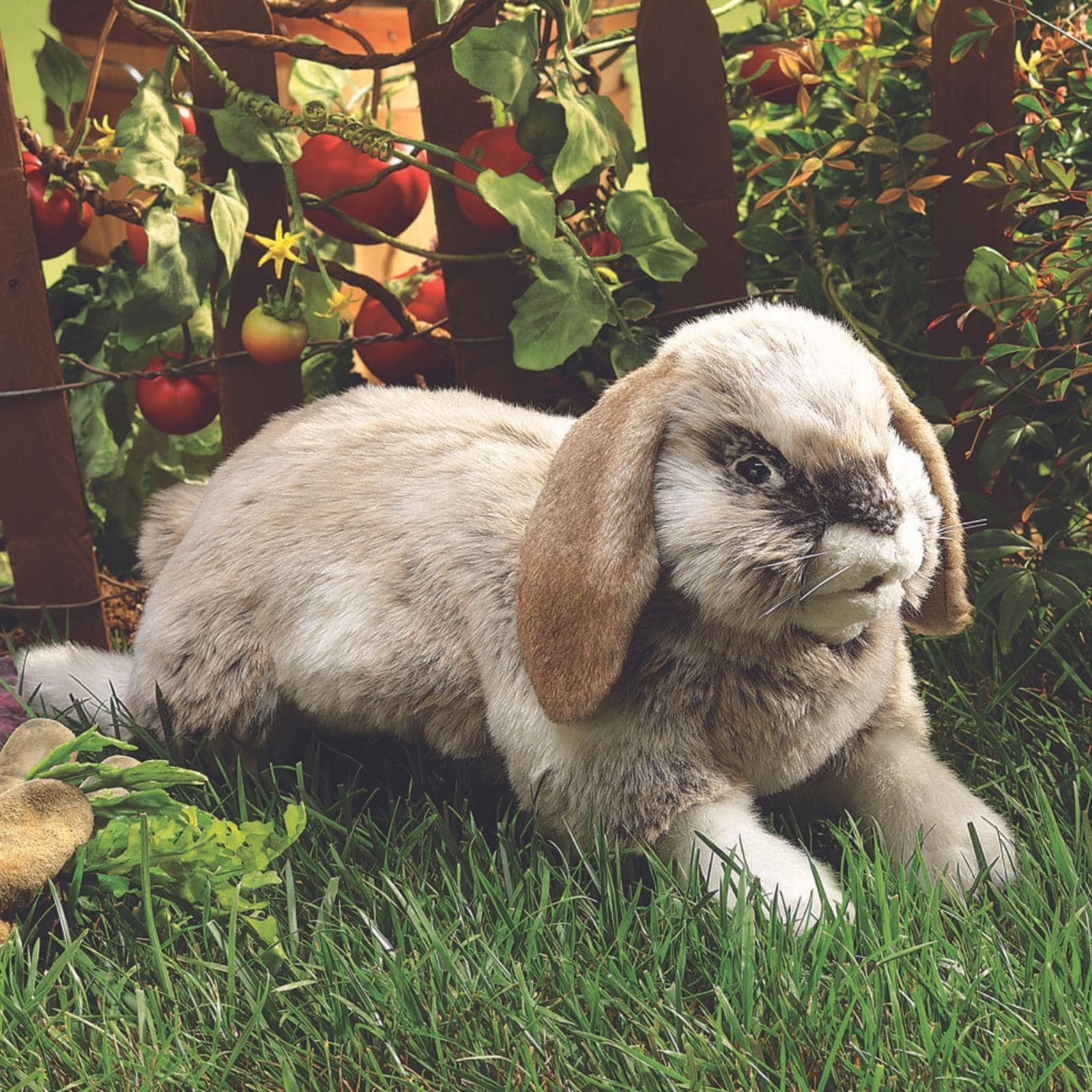Rabbit, Holland Lop
