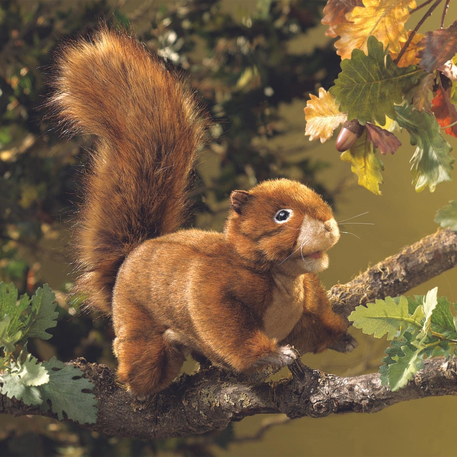 Red Squirrel