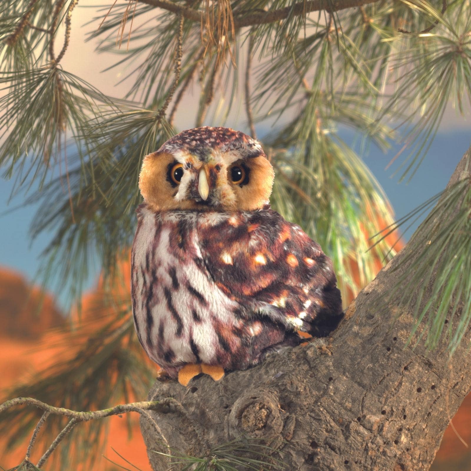 Pygmy Owl