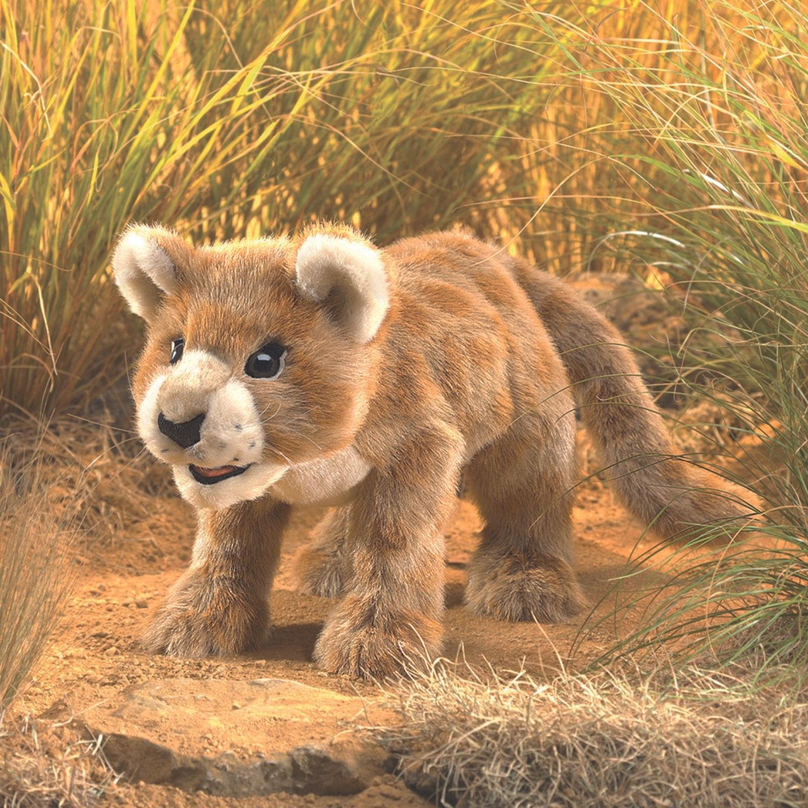 African Lion Cub