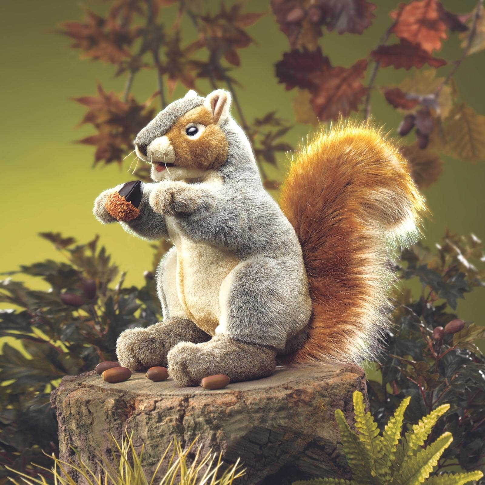 Grey Squirrel
