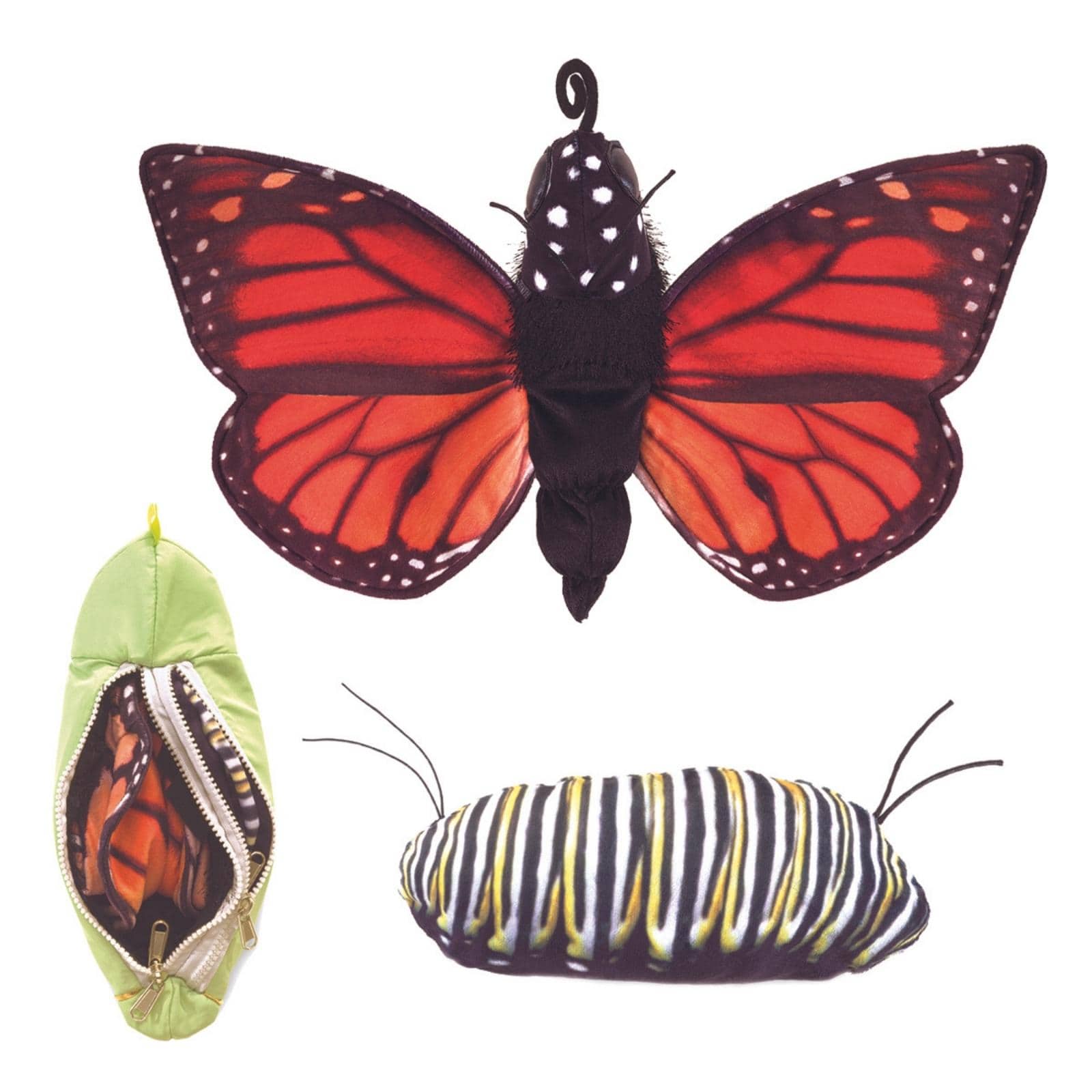 Monarch Life Cycle - Metamorphose
