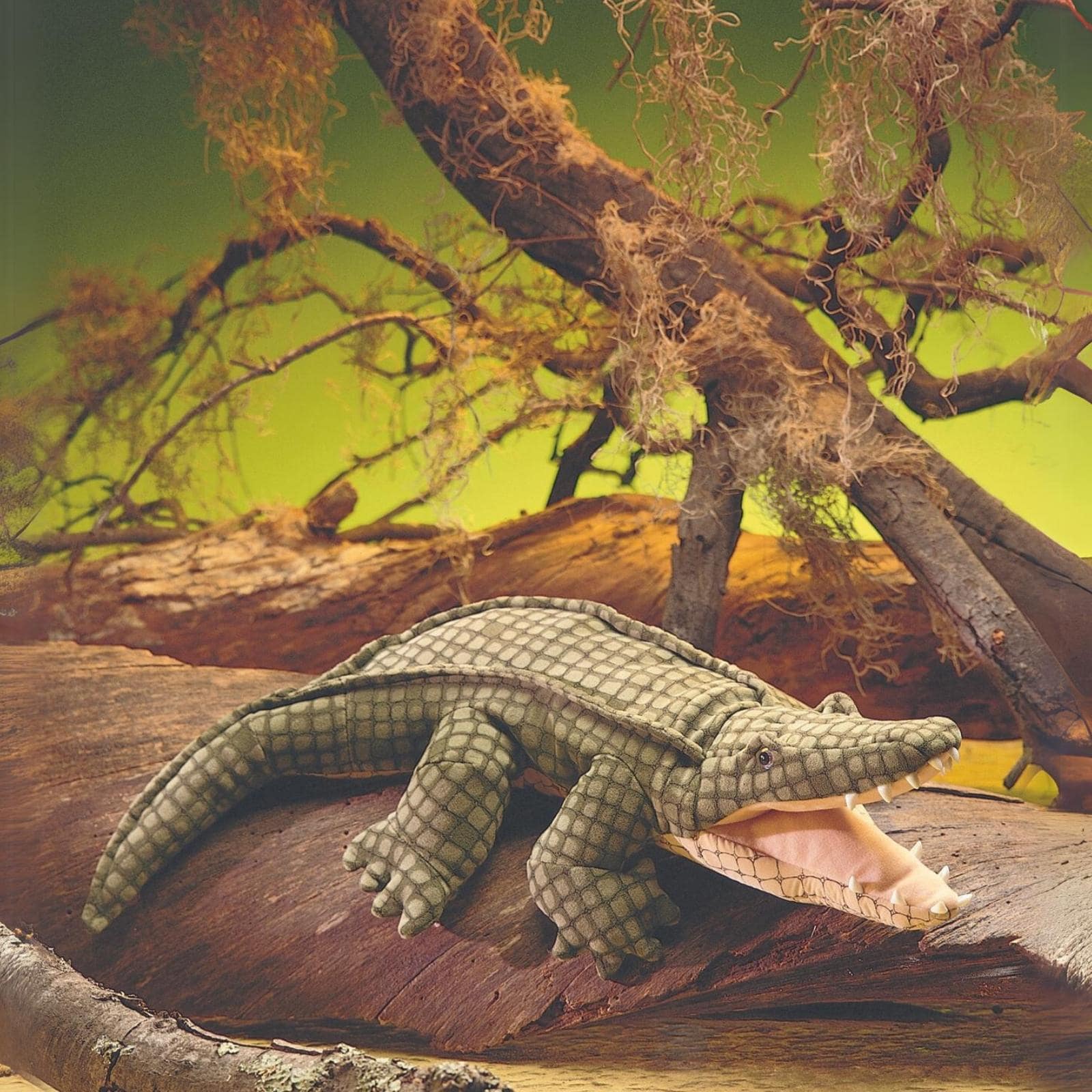 Alligator