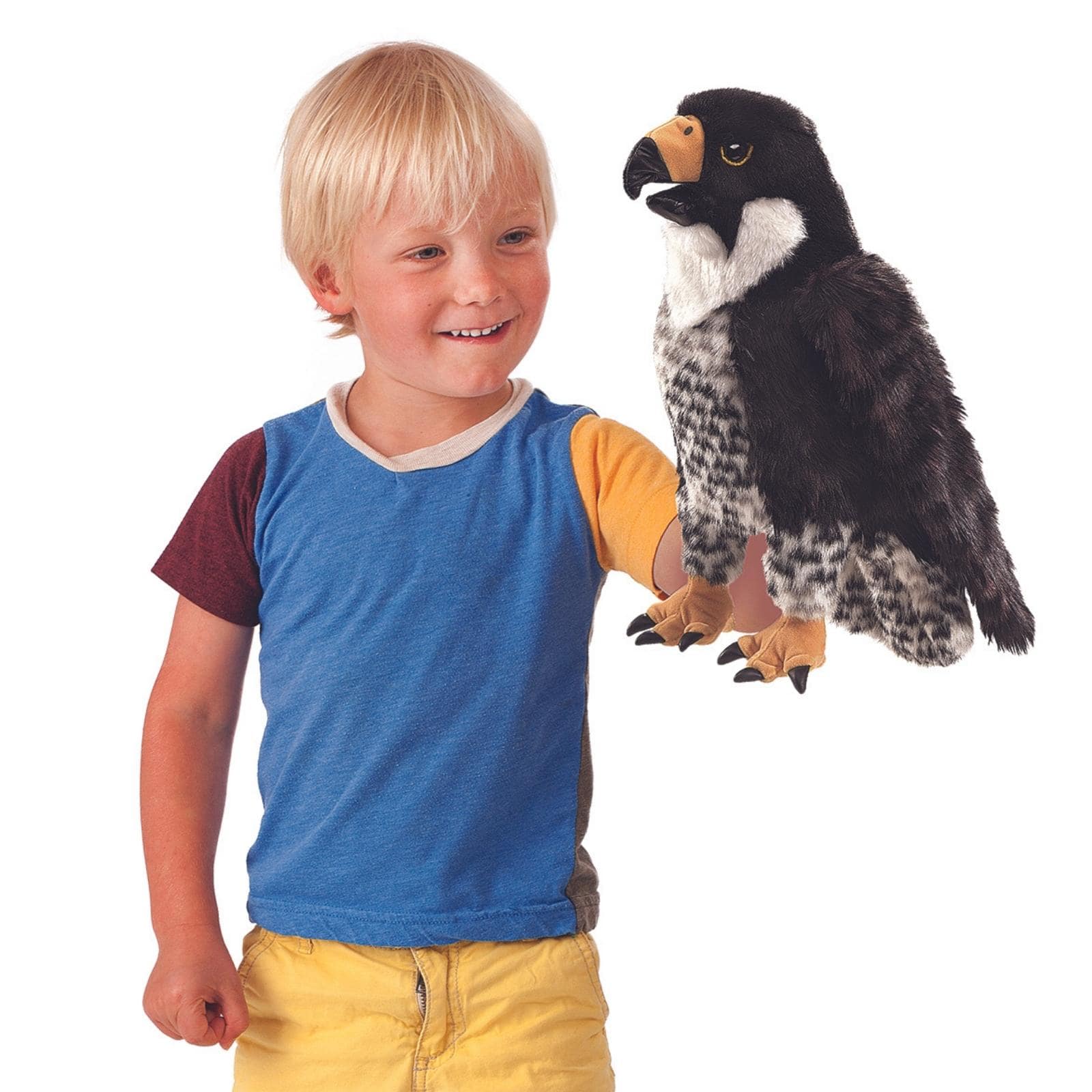 Peregrine Falcon