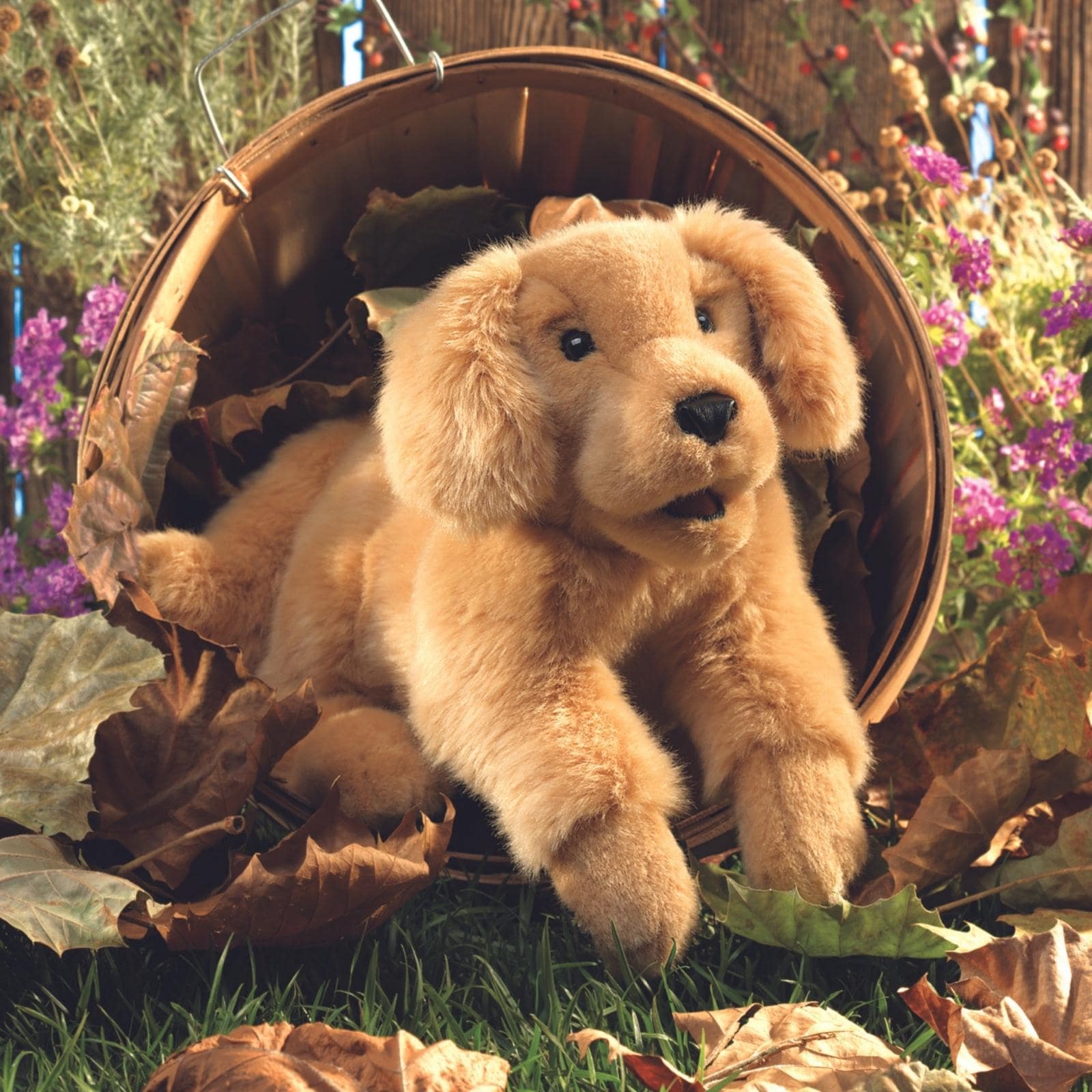 Golden Retriever Puppy