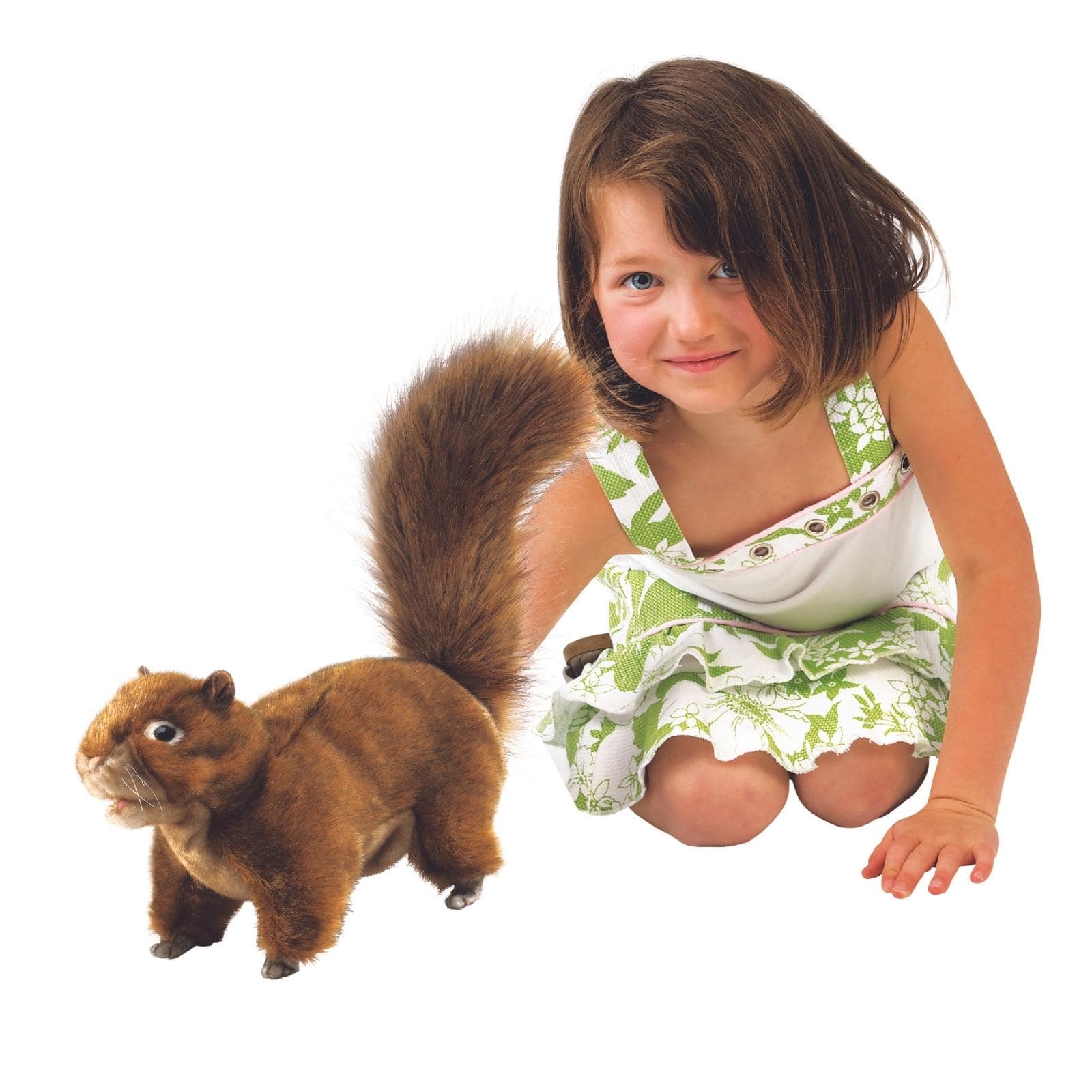 Red Squirrel