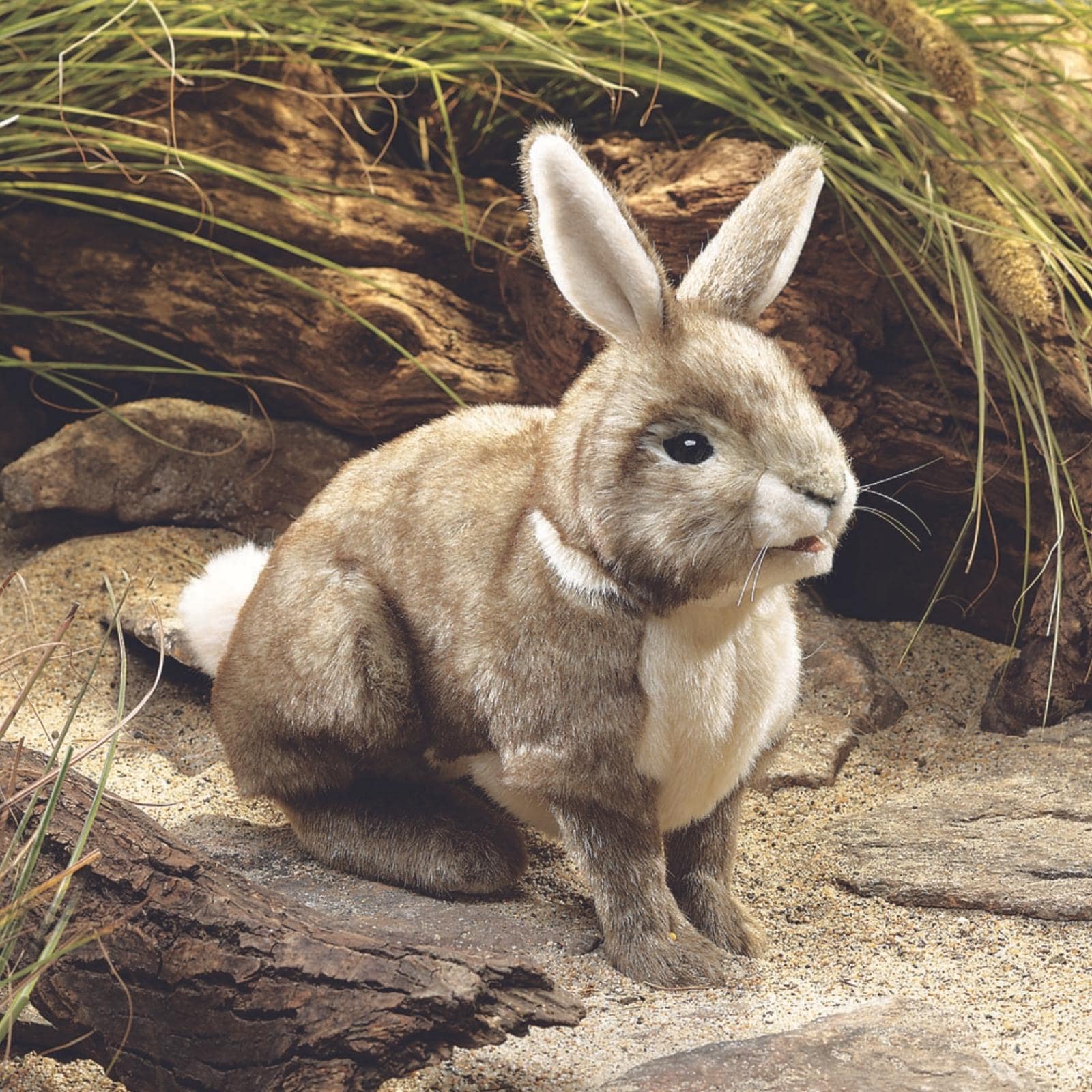 Rabbit, Cottontail