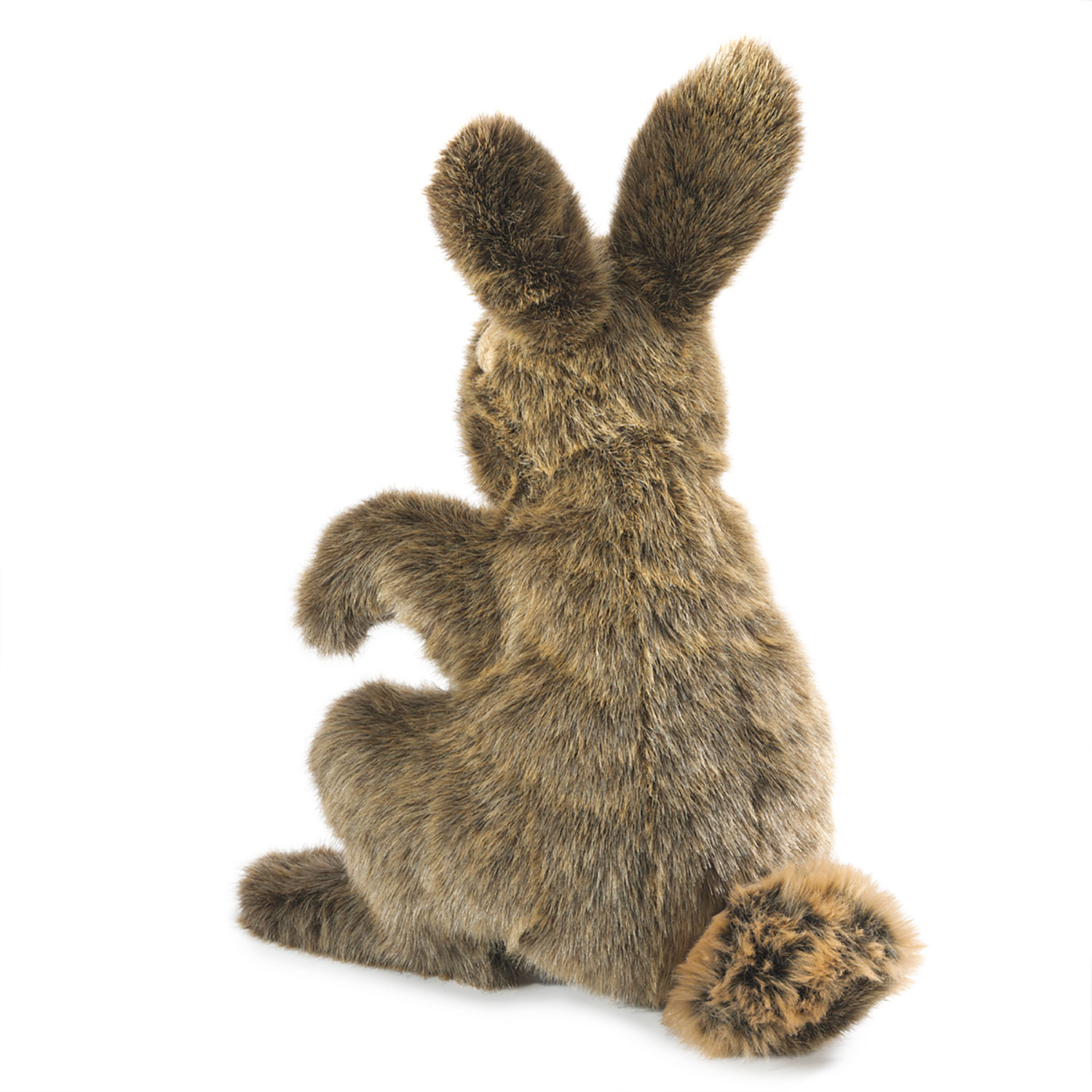 Hare