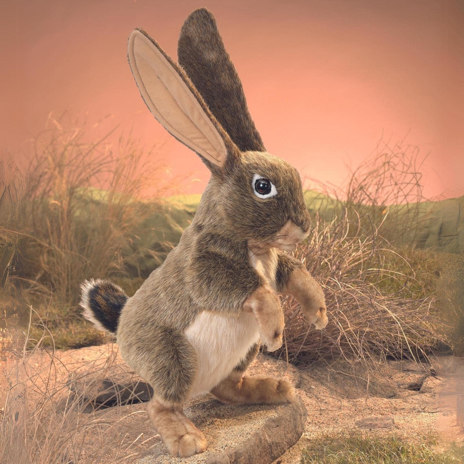 Jack Rabbit