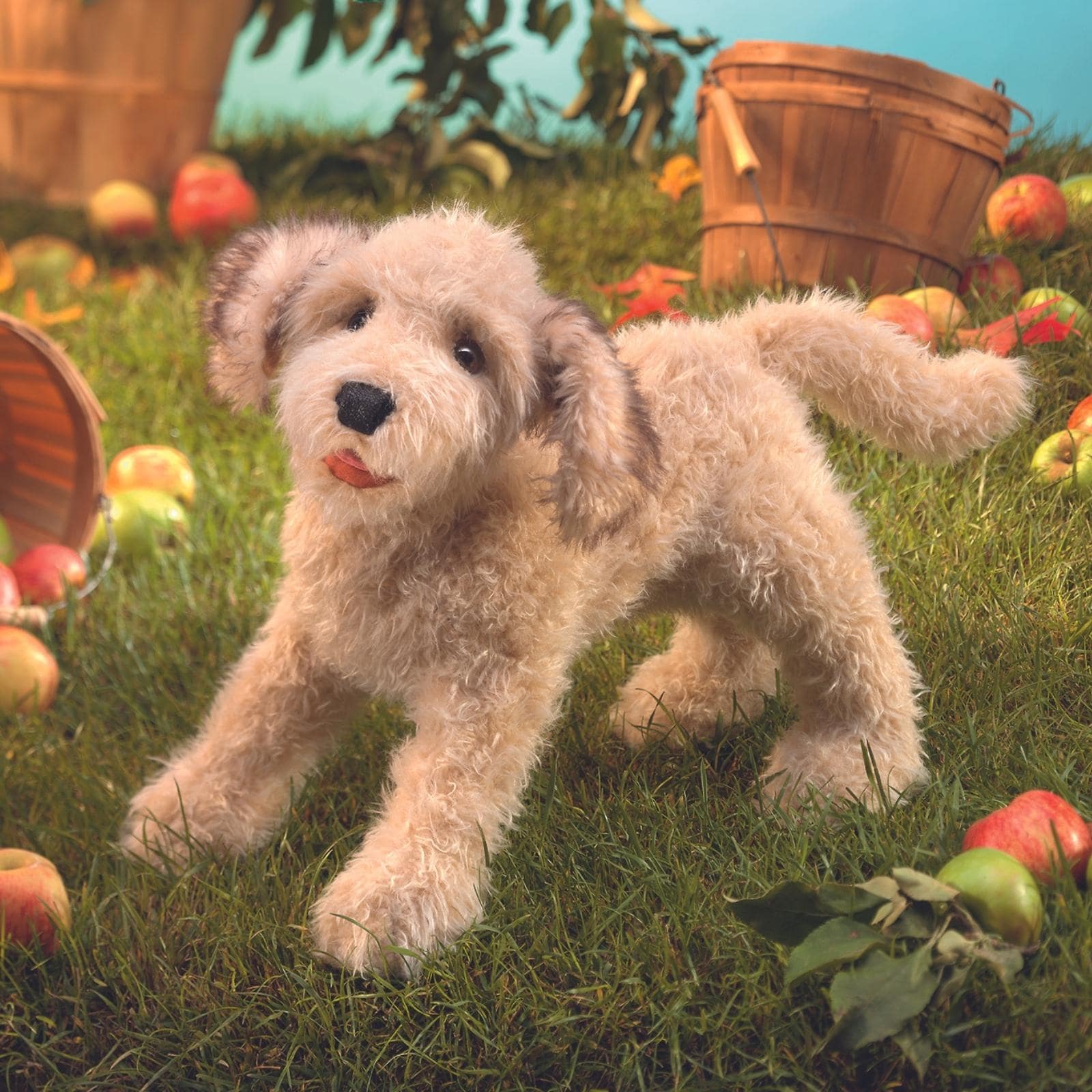 Labradoodle