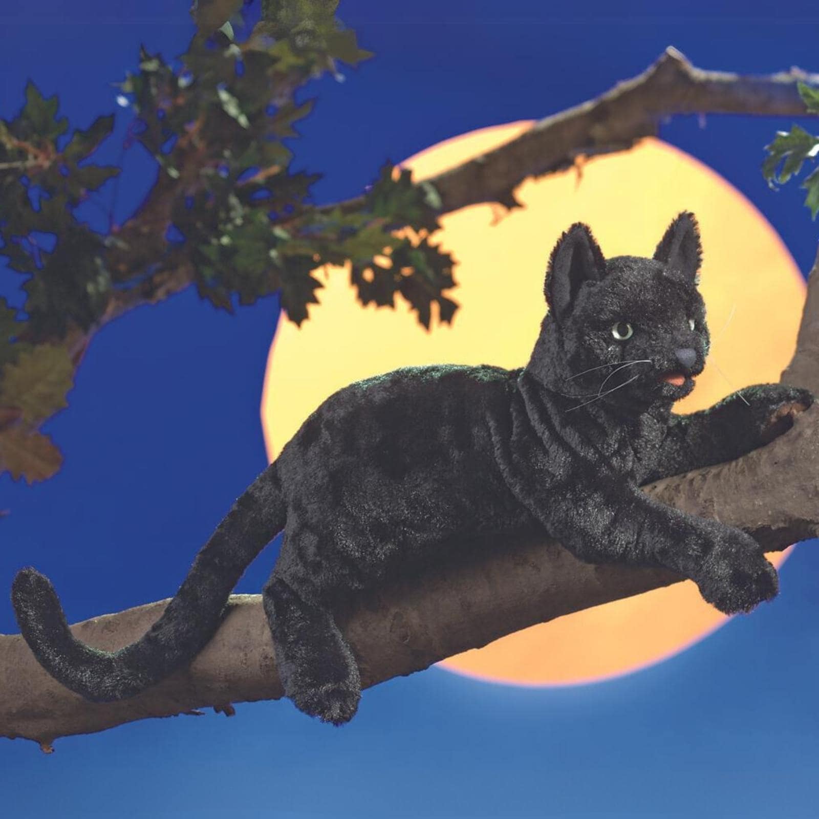 Black Cat