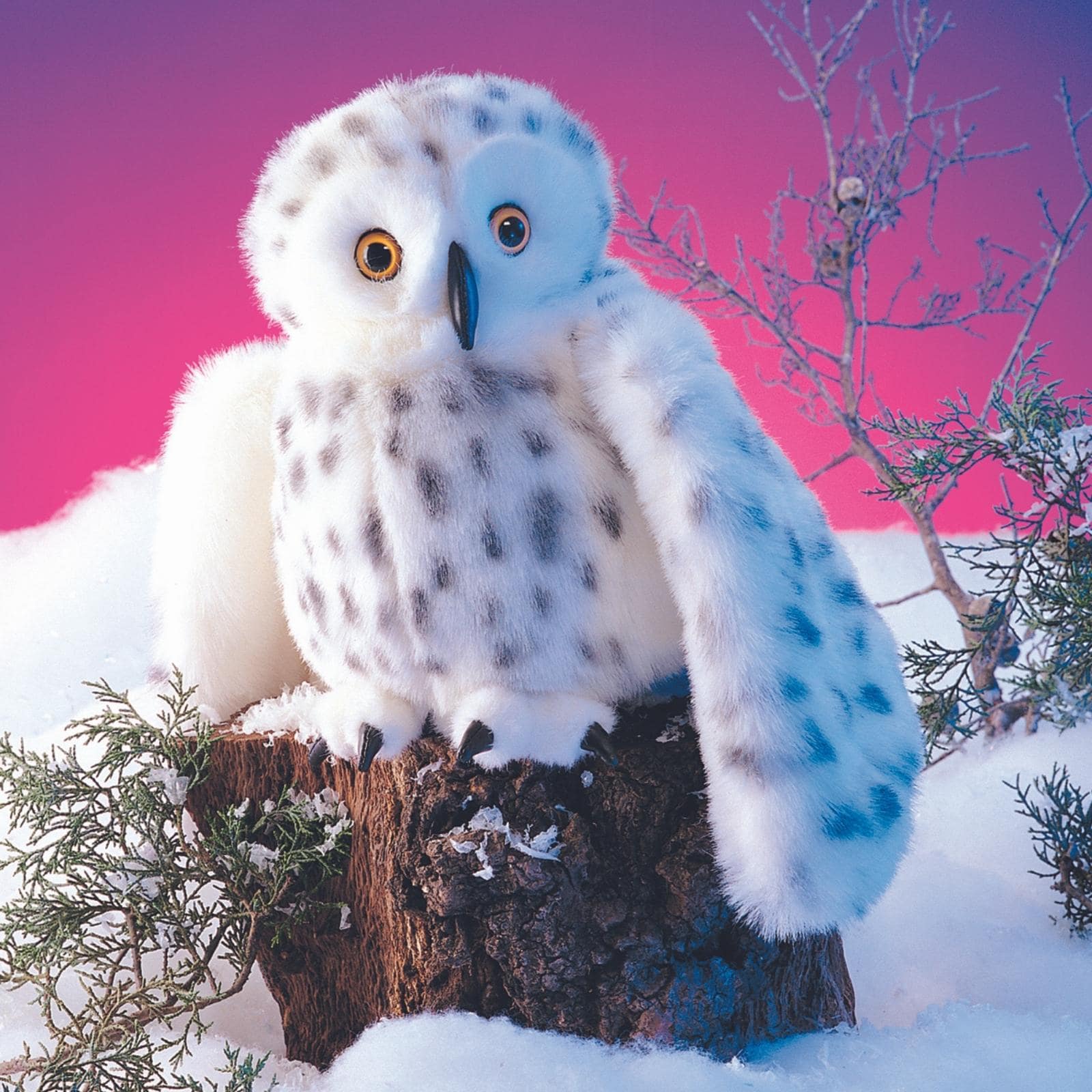 Snowy Owl