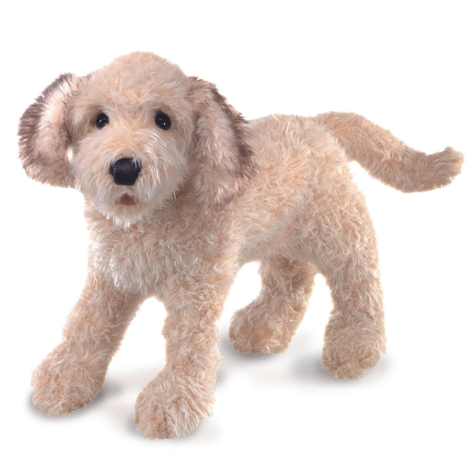 Labradoodle