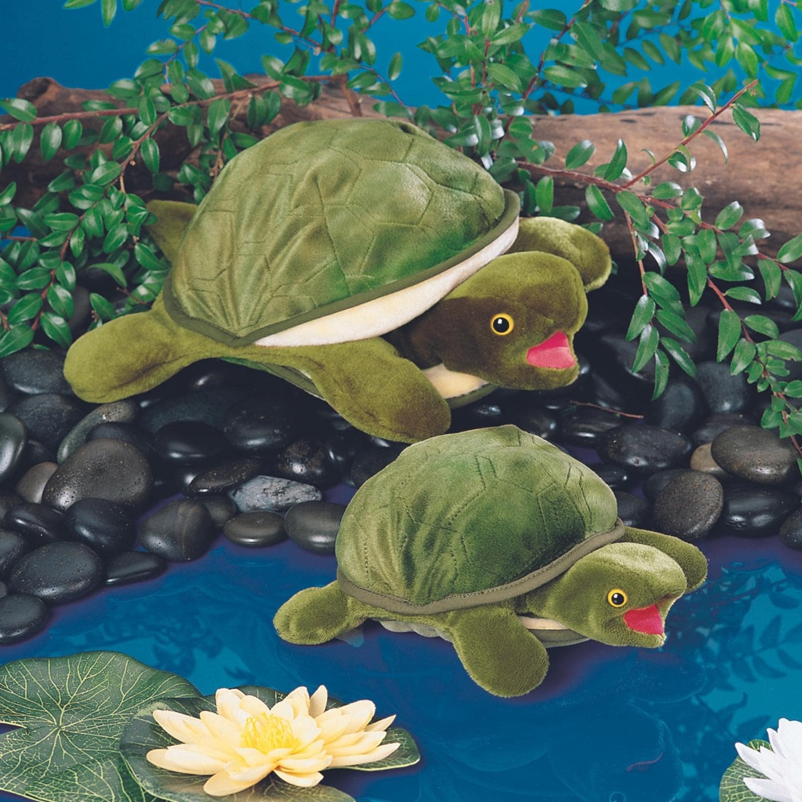 Baby Turtle