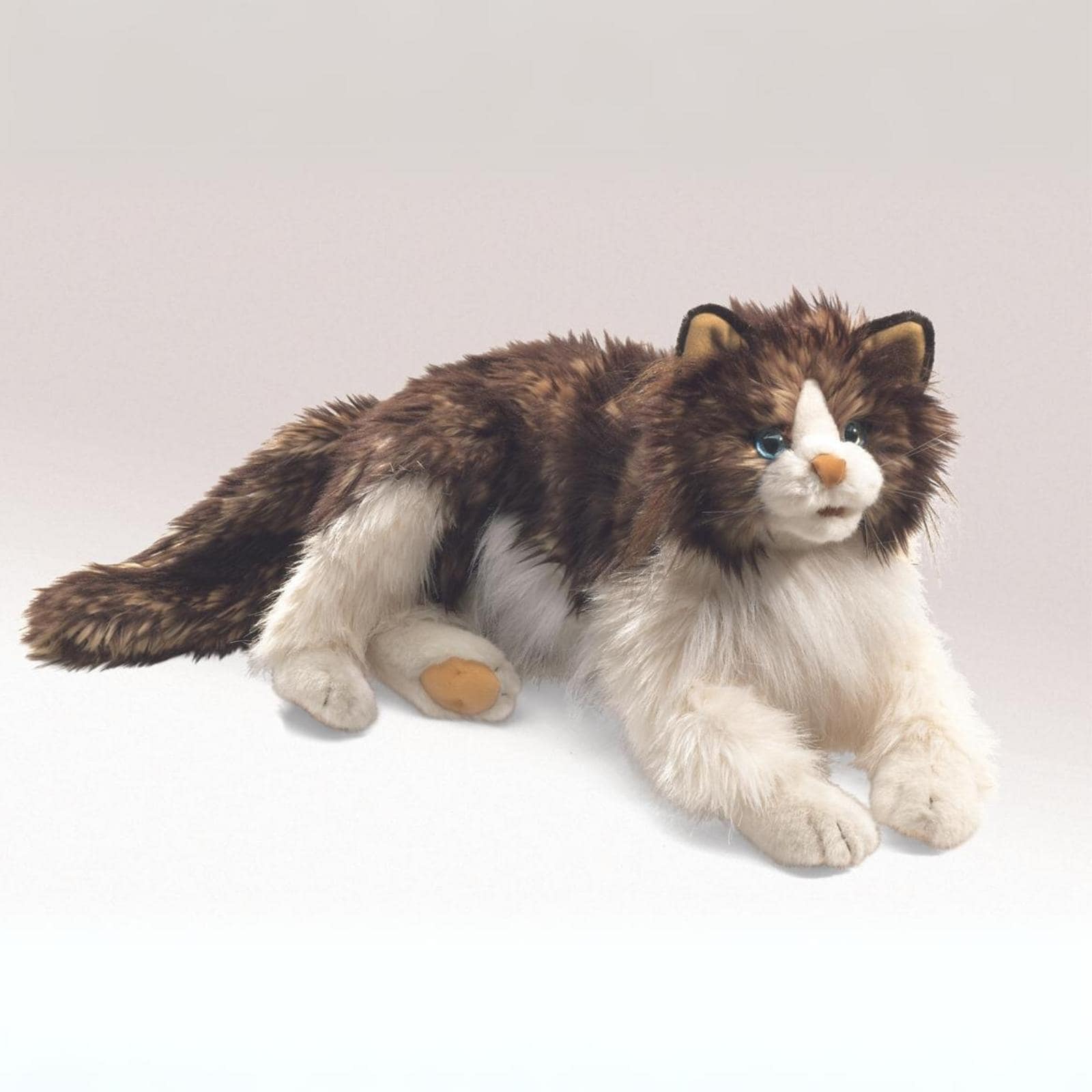 Ragdoll Cat