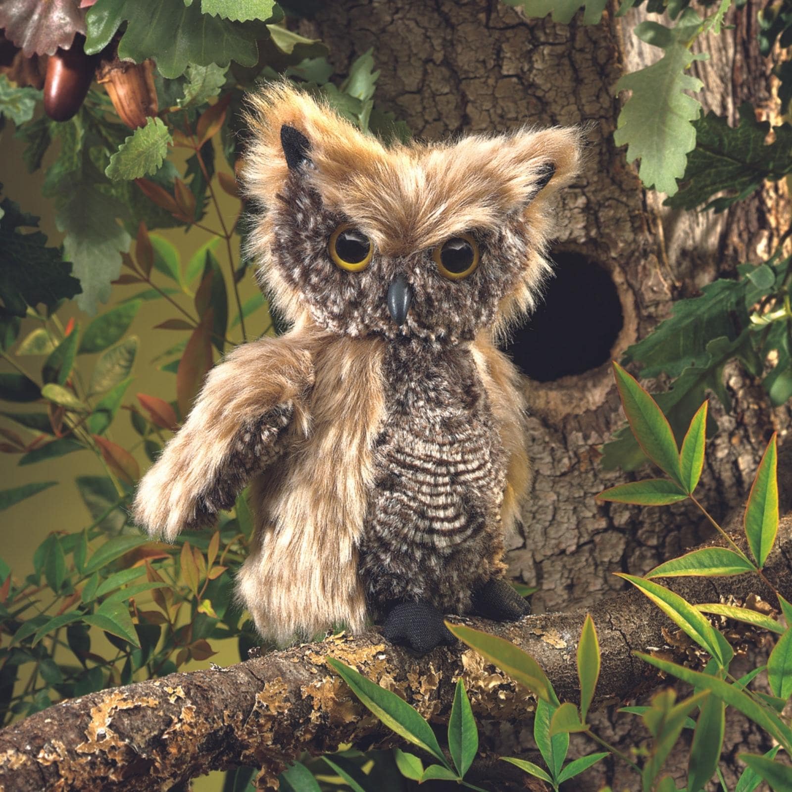 Screech Owl