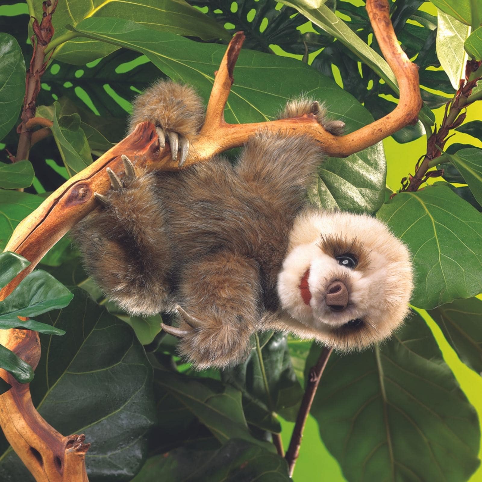 Baby Sloth