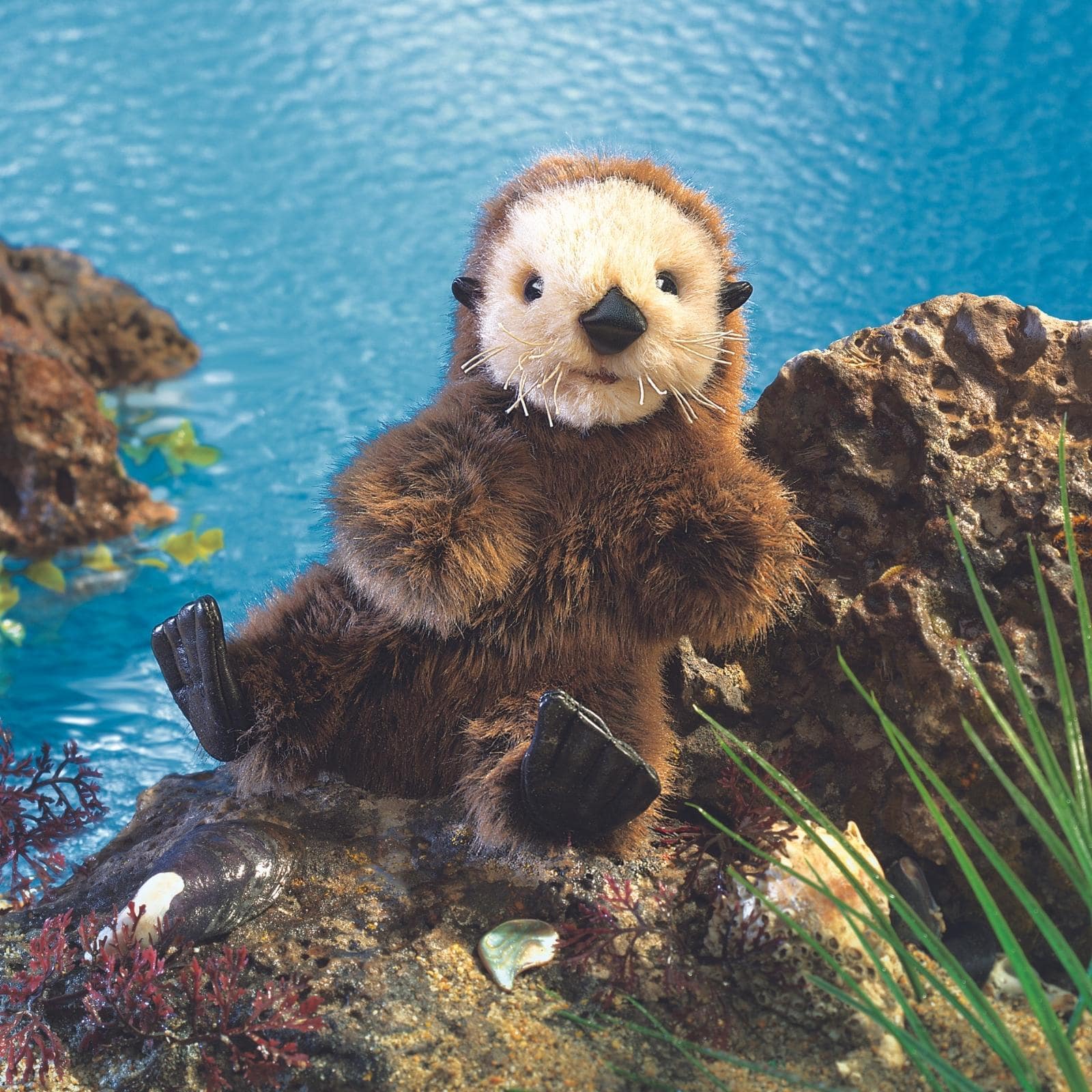 Baby Sea Otter