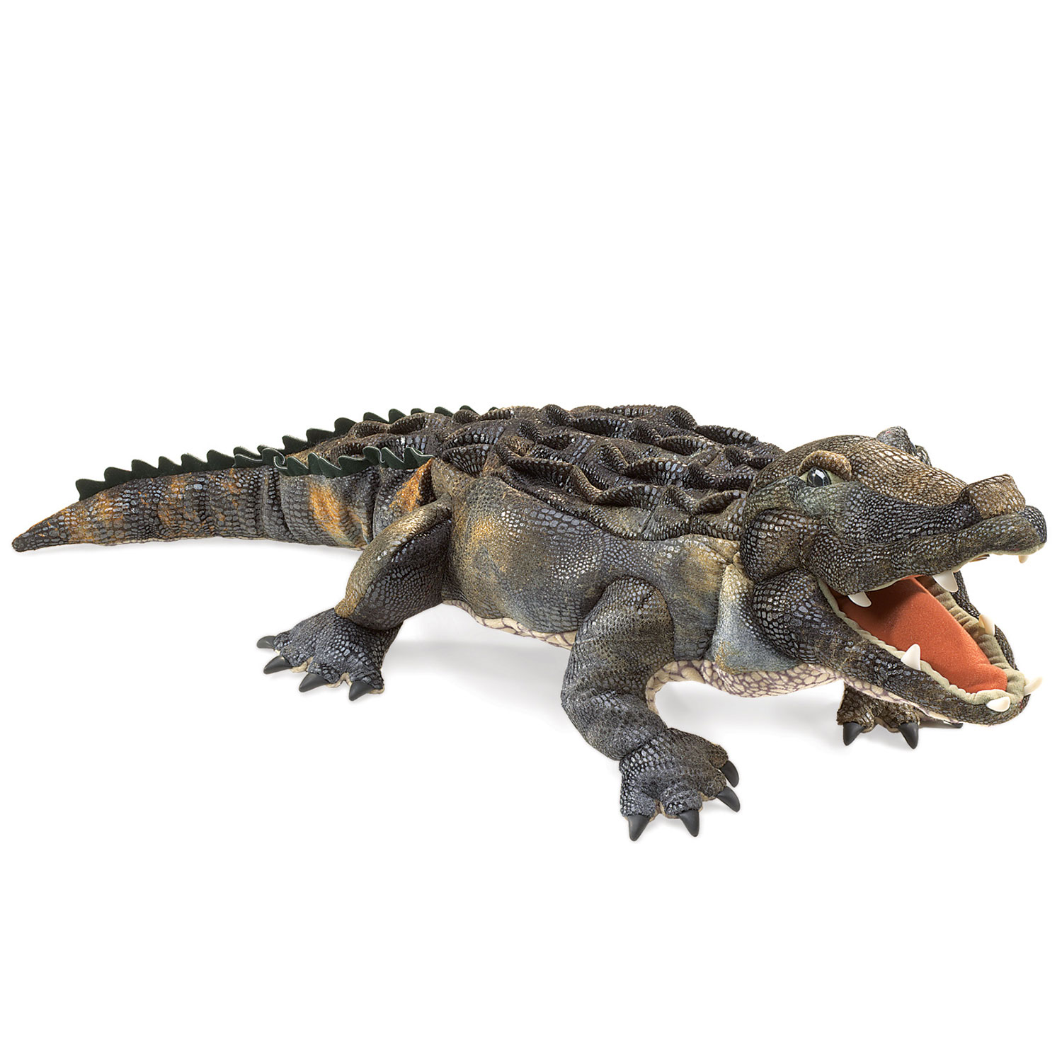 American Alligator