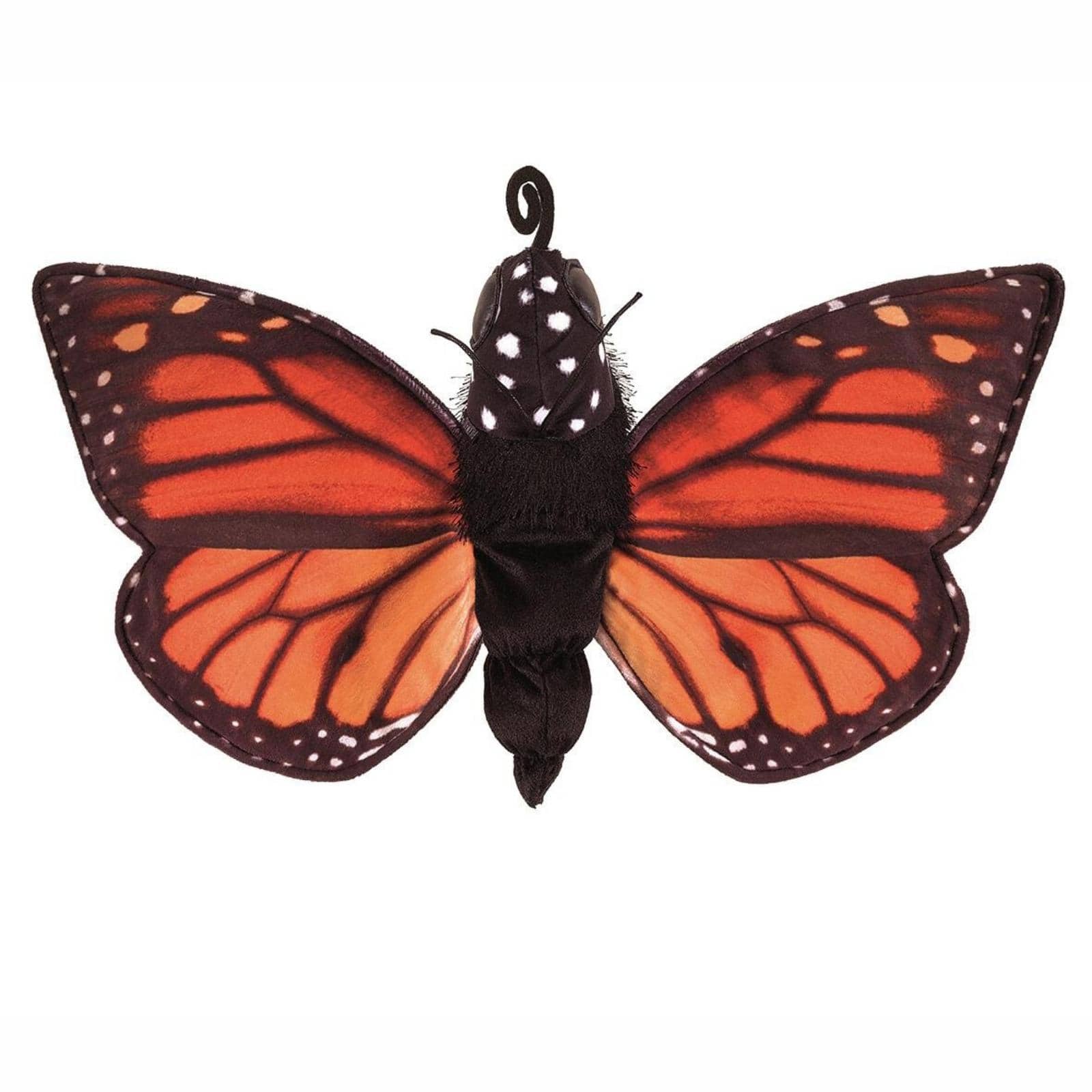 Monarch Life Cycle - Metamorphose