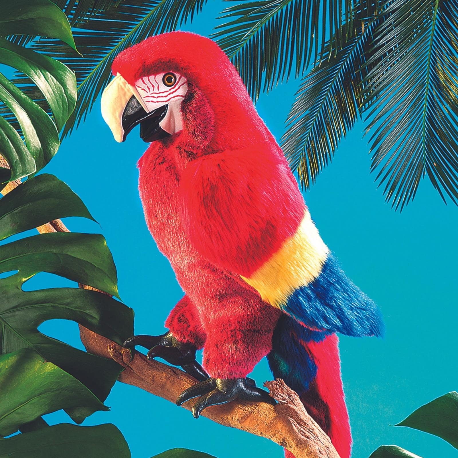 Scarlet Macaw