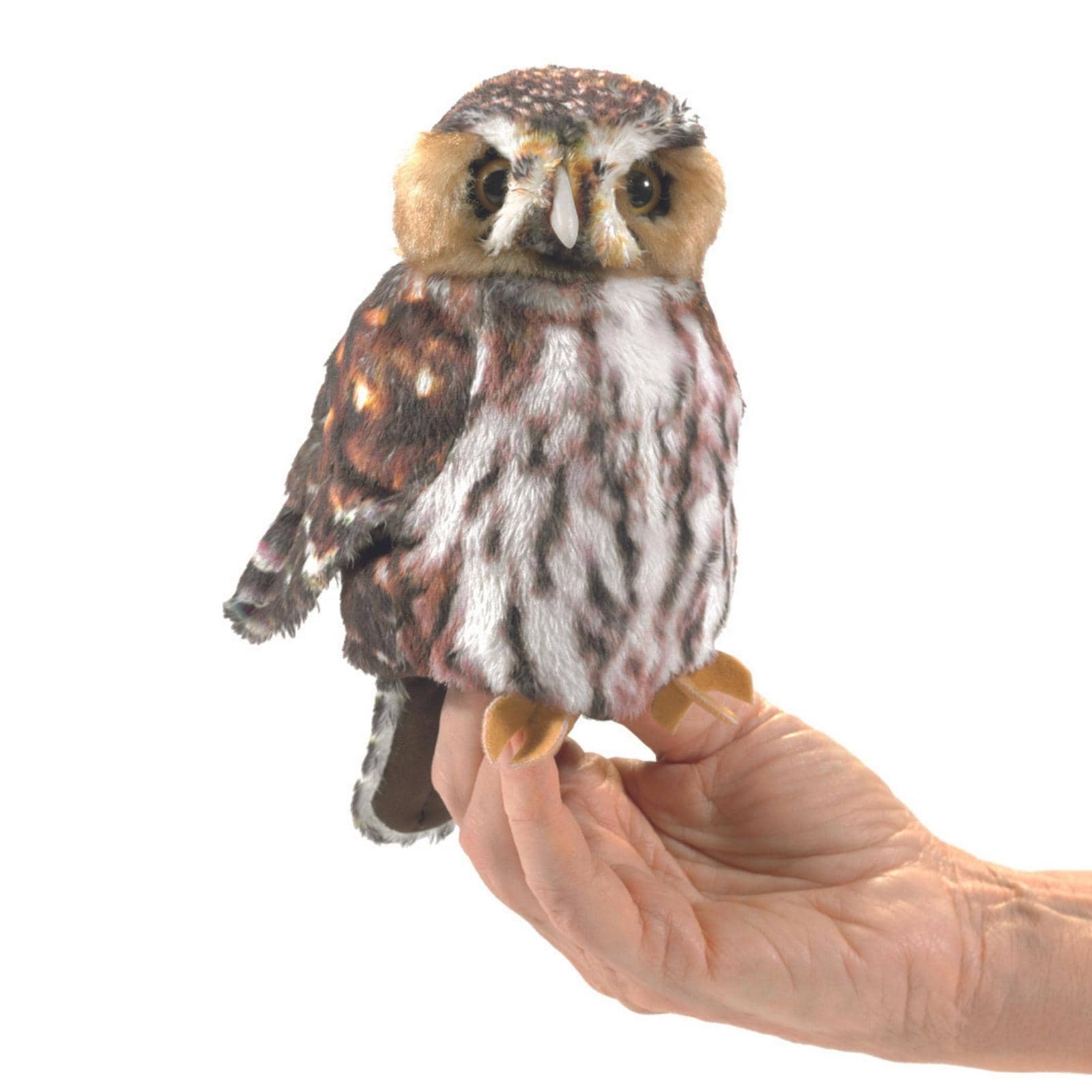 Pygmy Owl