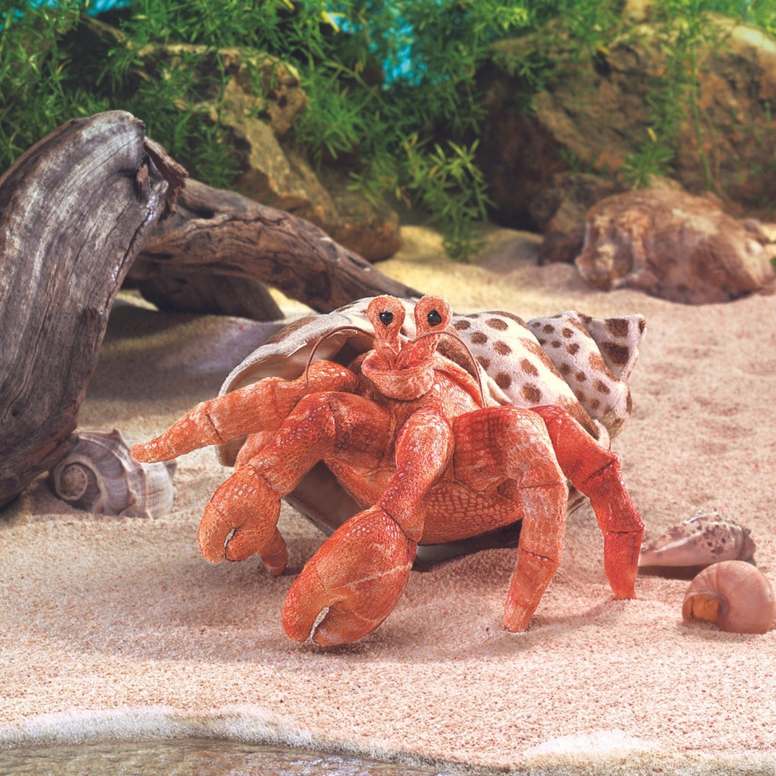 Hermit Crab
