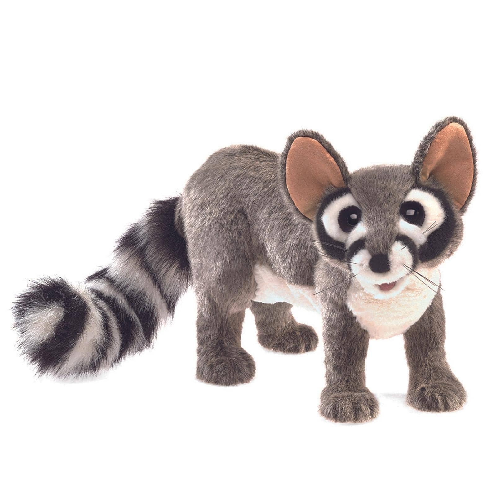 Ringtail Cat
