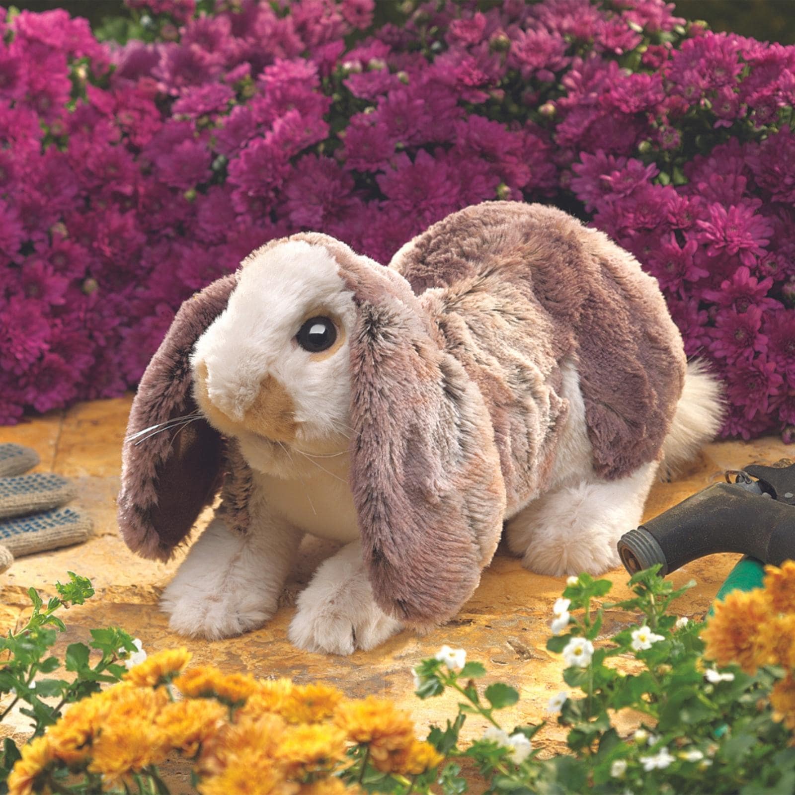 Baby Lop Rabbit