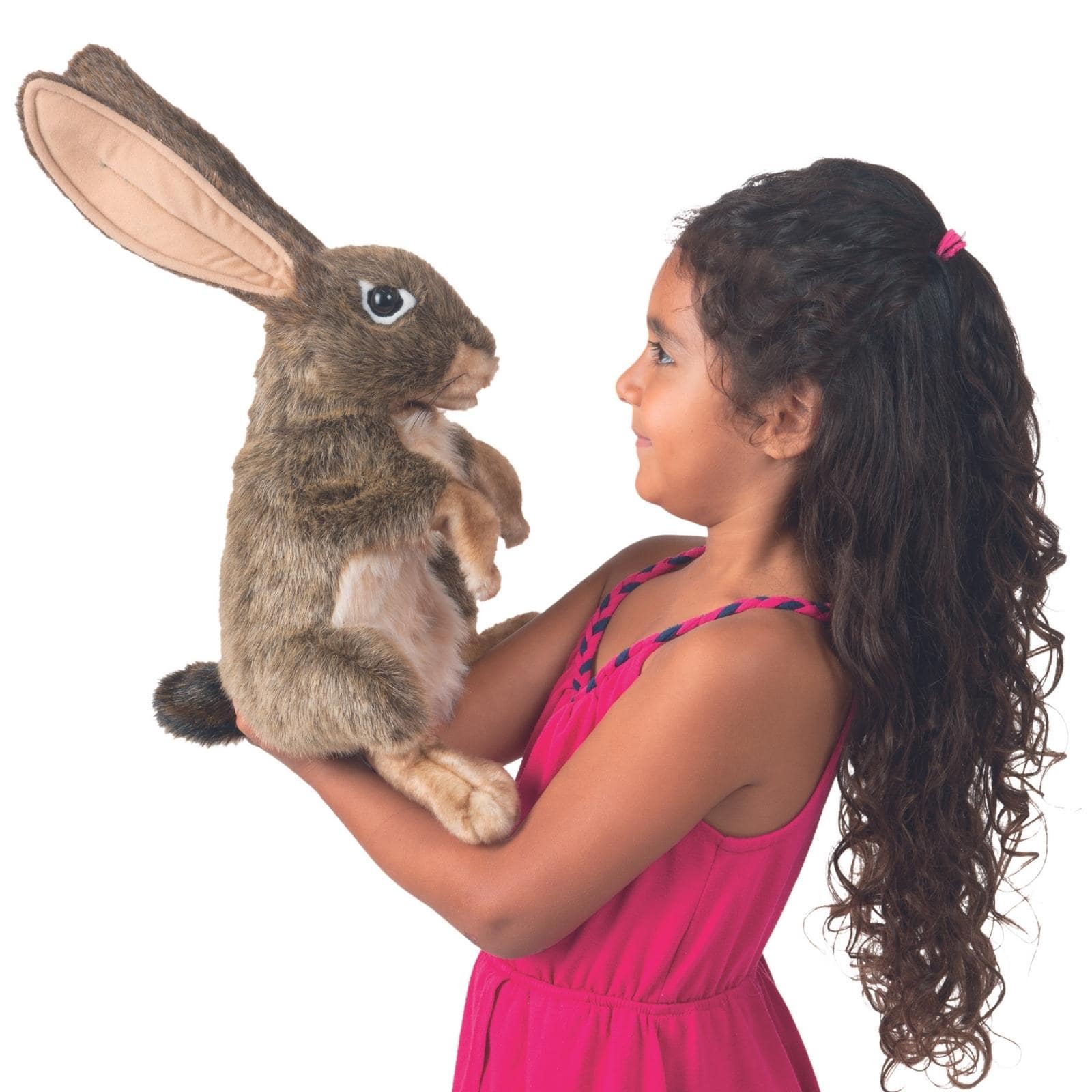 Jack Rabbit