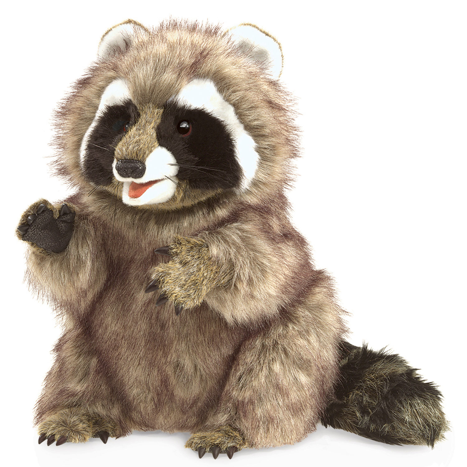 Raccoon