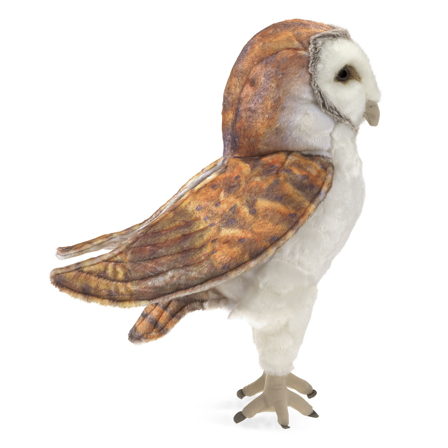 Barn Owl