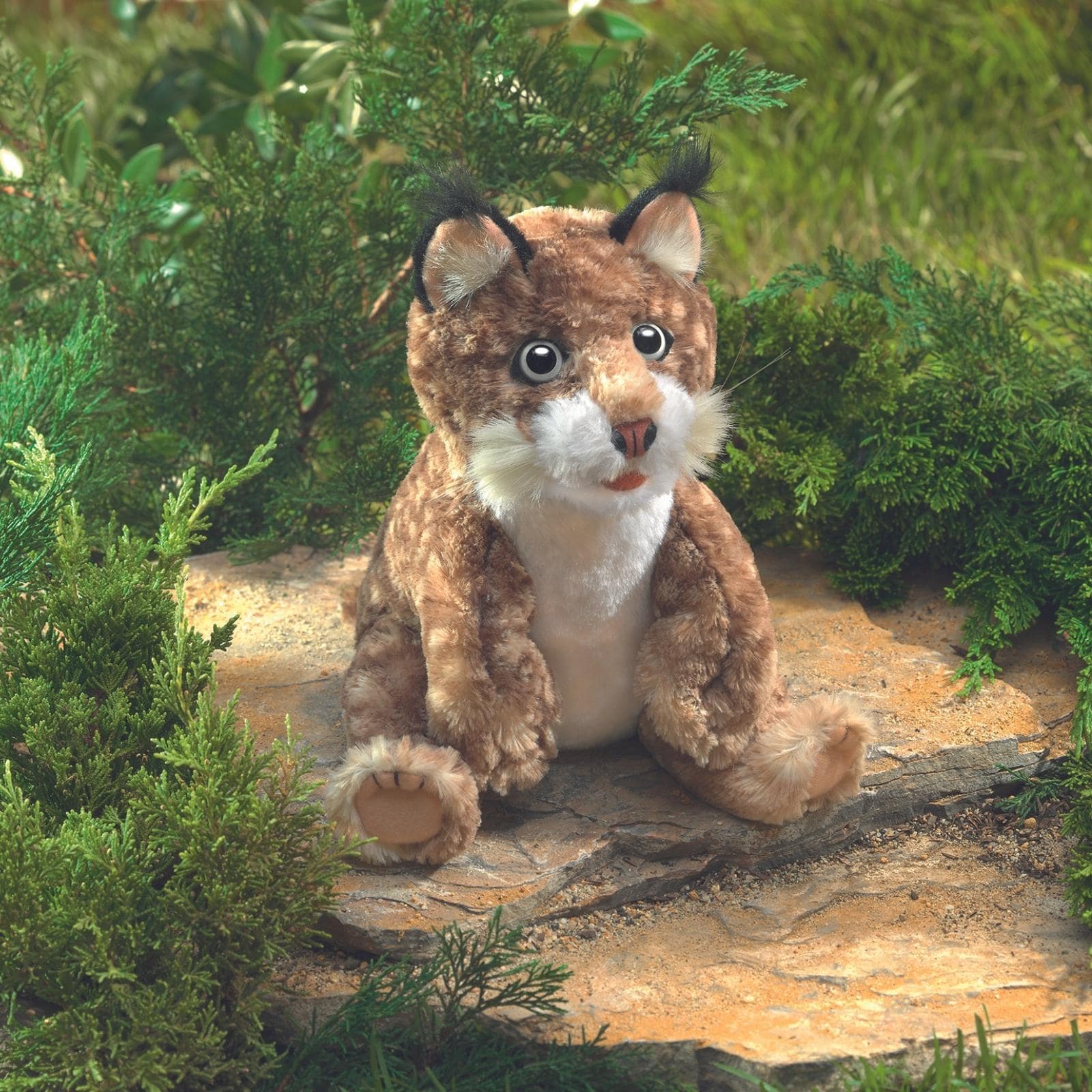 Bobcat Kitten