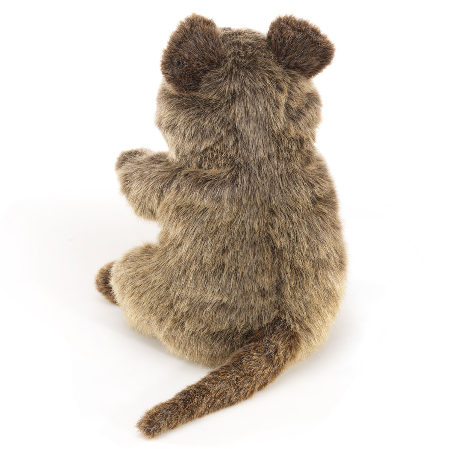 Quokka