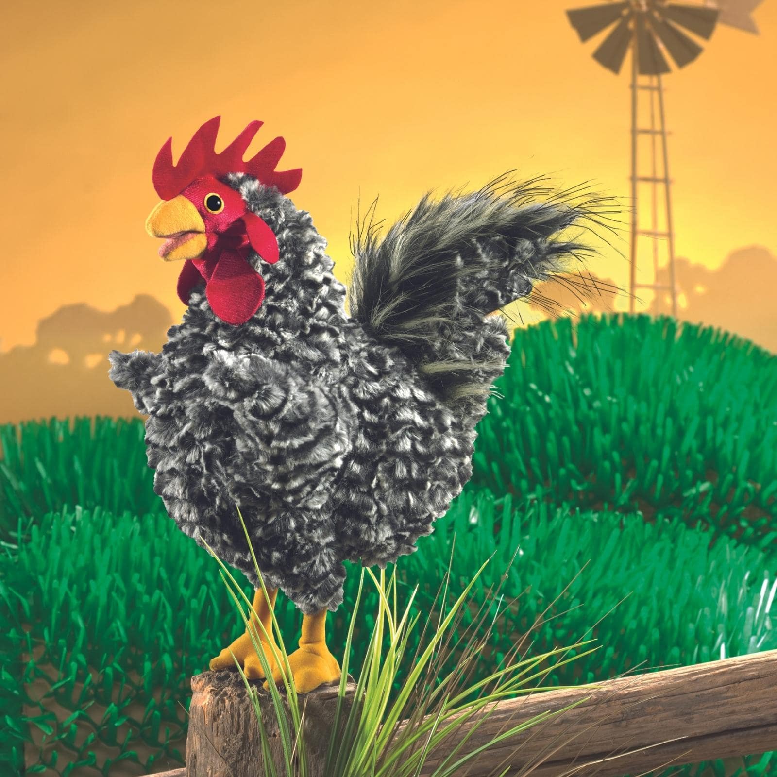 Barred Rock Rooster