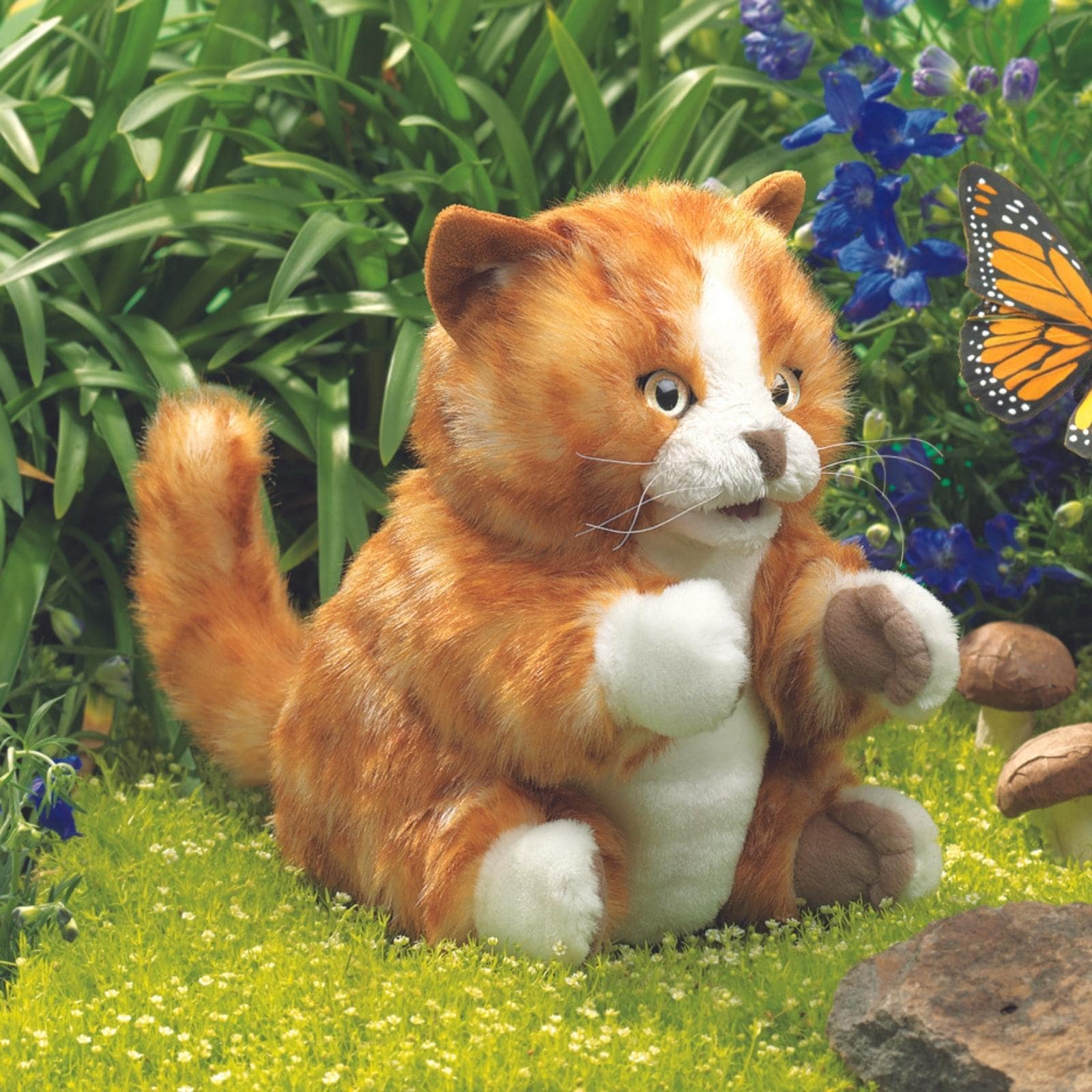 Orange Tabby Kitten
