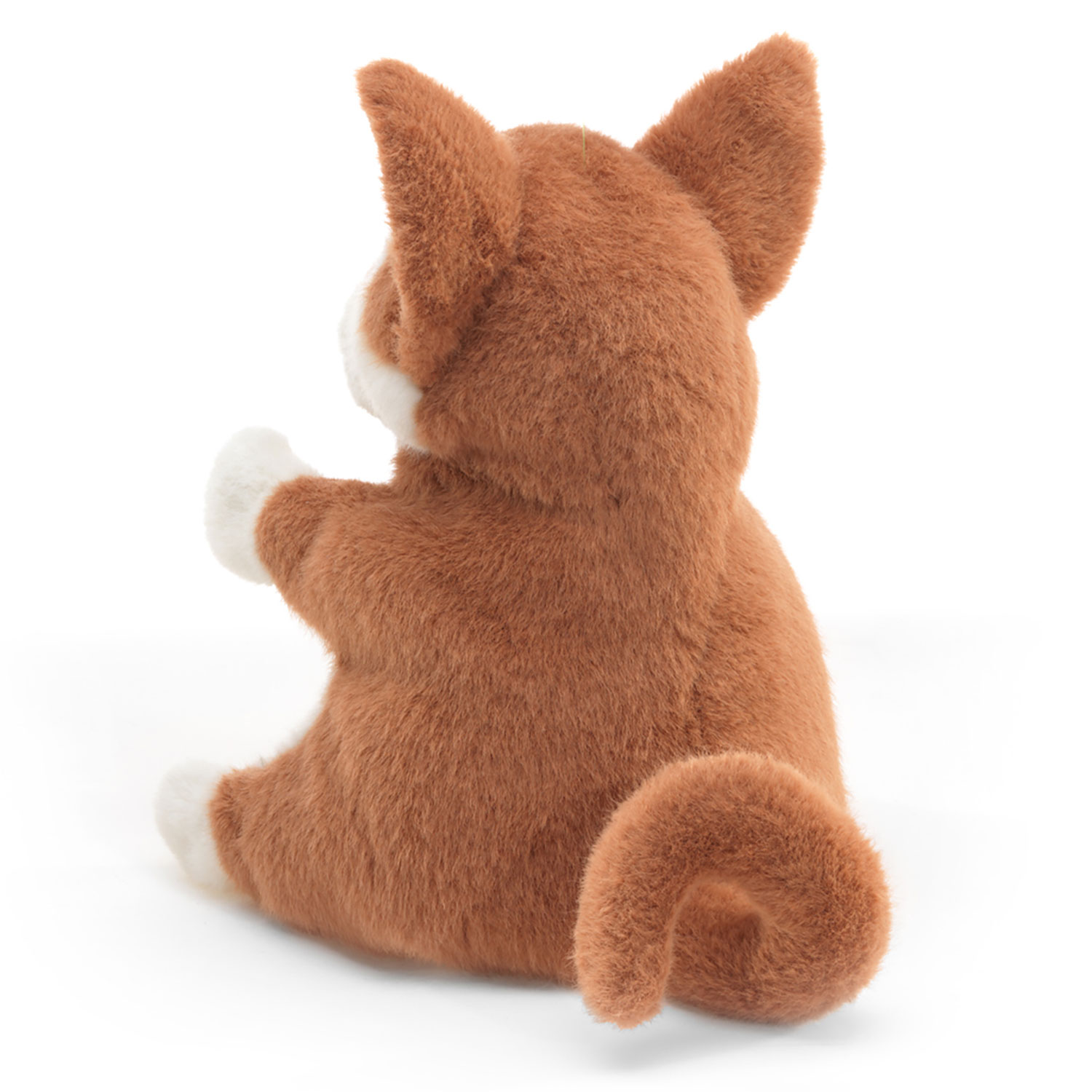 Shibu Inu Puppy