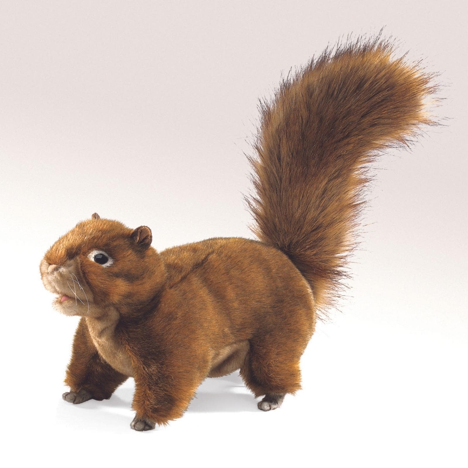 Red Squirrel