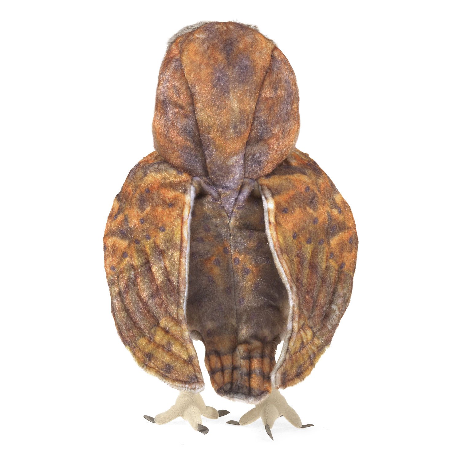Barn Owl