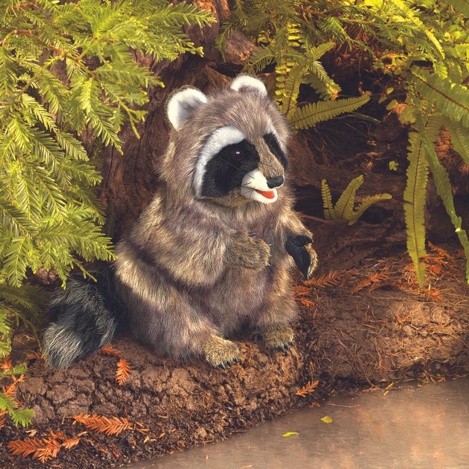 Raccoon