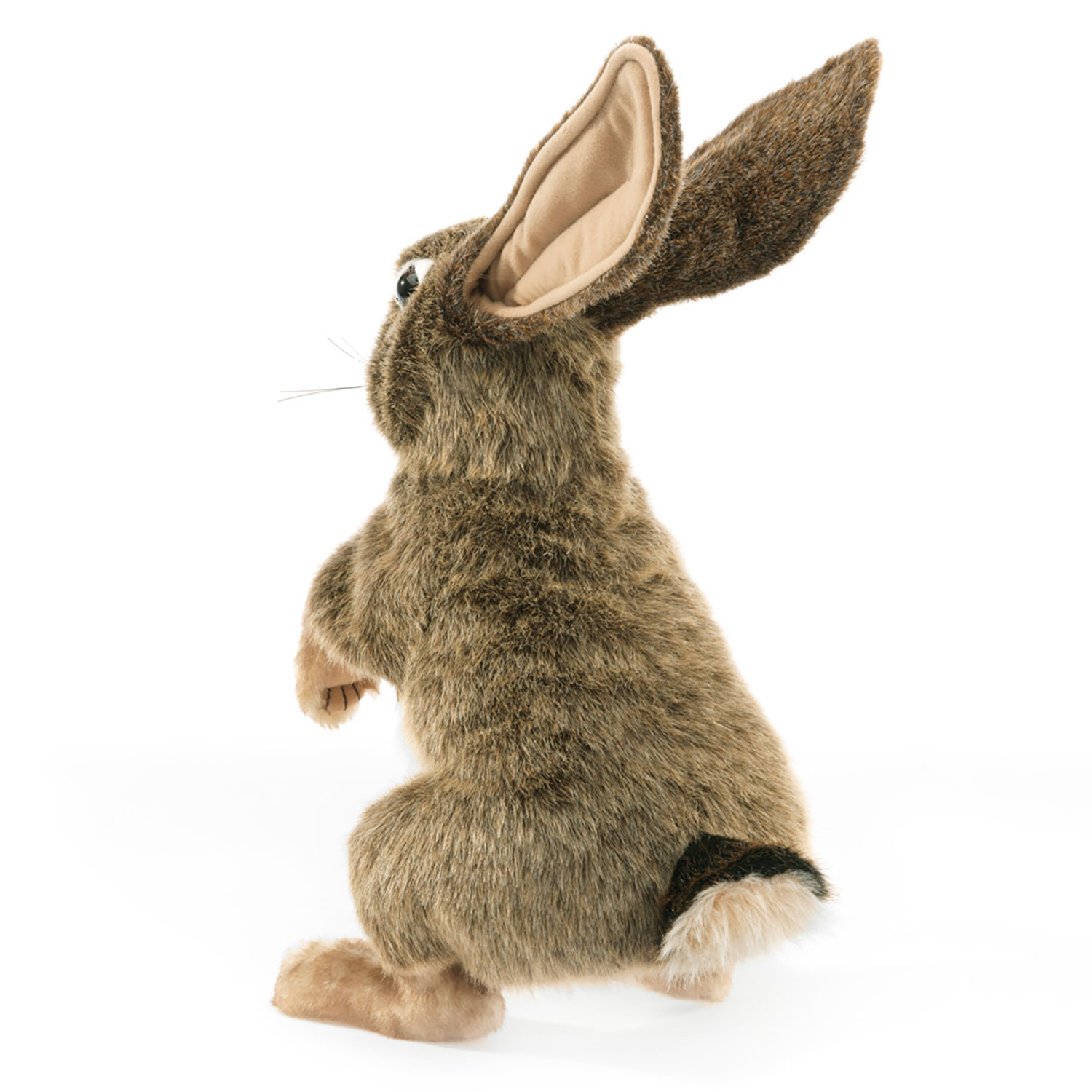 Jack Rabbit