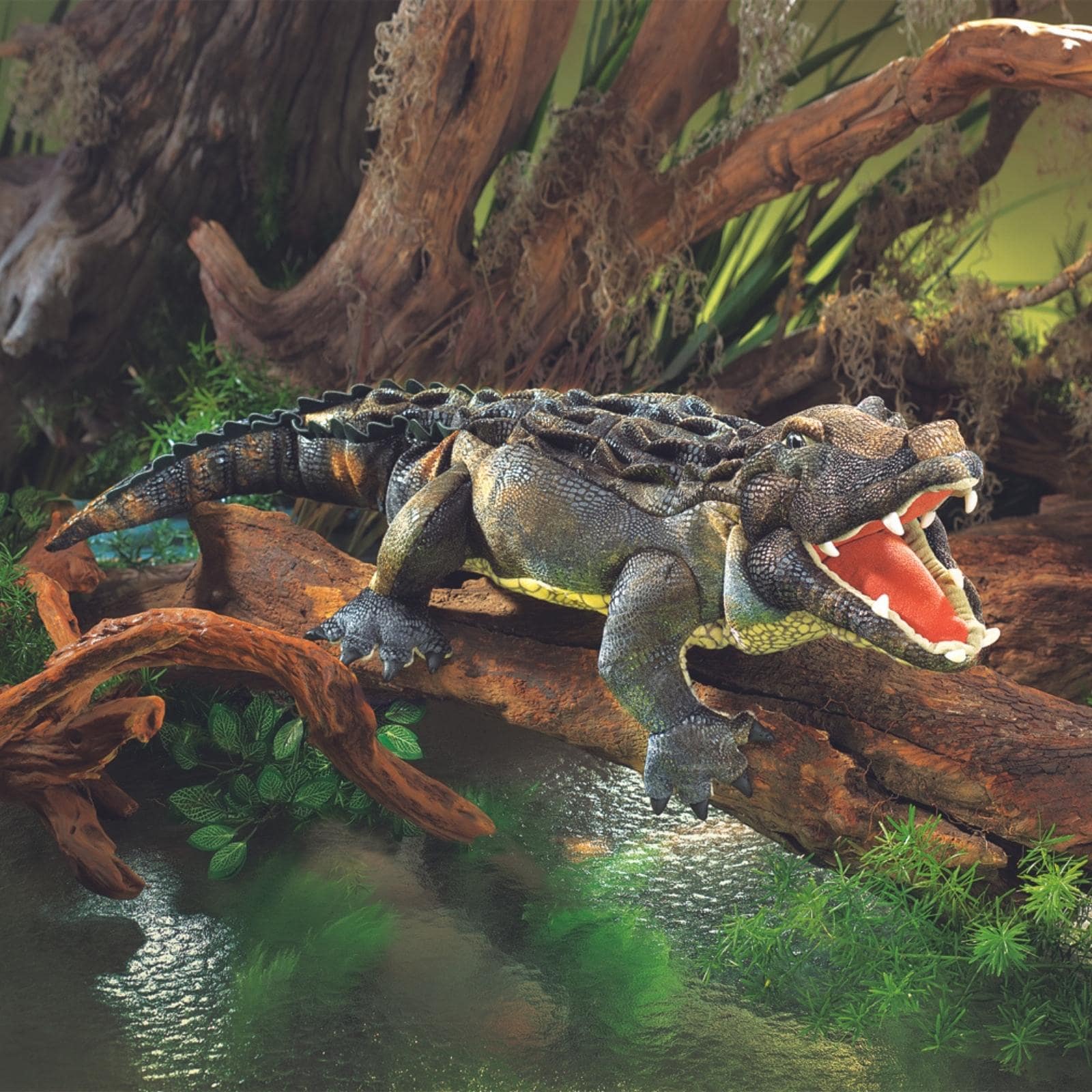 American Alligator